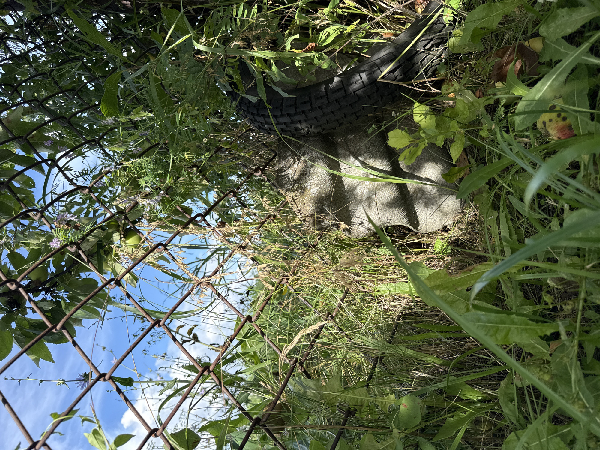 The image depicts an outdoor scene of overgrown vegetation partially obscuring a chain-link fence. In the foreground, tall green grass and some dried stalks dominate the frame. Behind the grass, a concrete object, possibly part of a structure or discarded material, is visible. Leaning against the concrete and vegetation is a black tire. The chain-link fence, with some signs of rust, runs diagonally across the image, allowing glimpses of a blue sky with scattered clouds and some greenery beyond. There are no people or animals present. The overall impression is one of neglect and overgrowth.