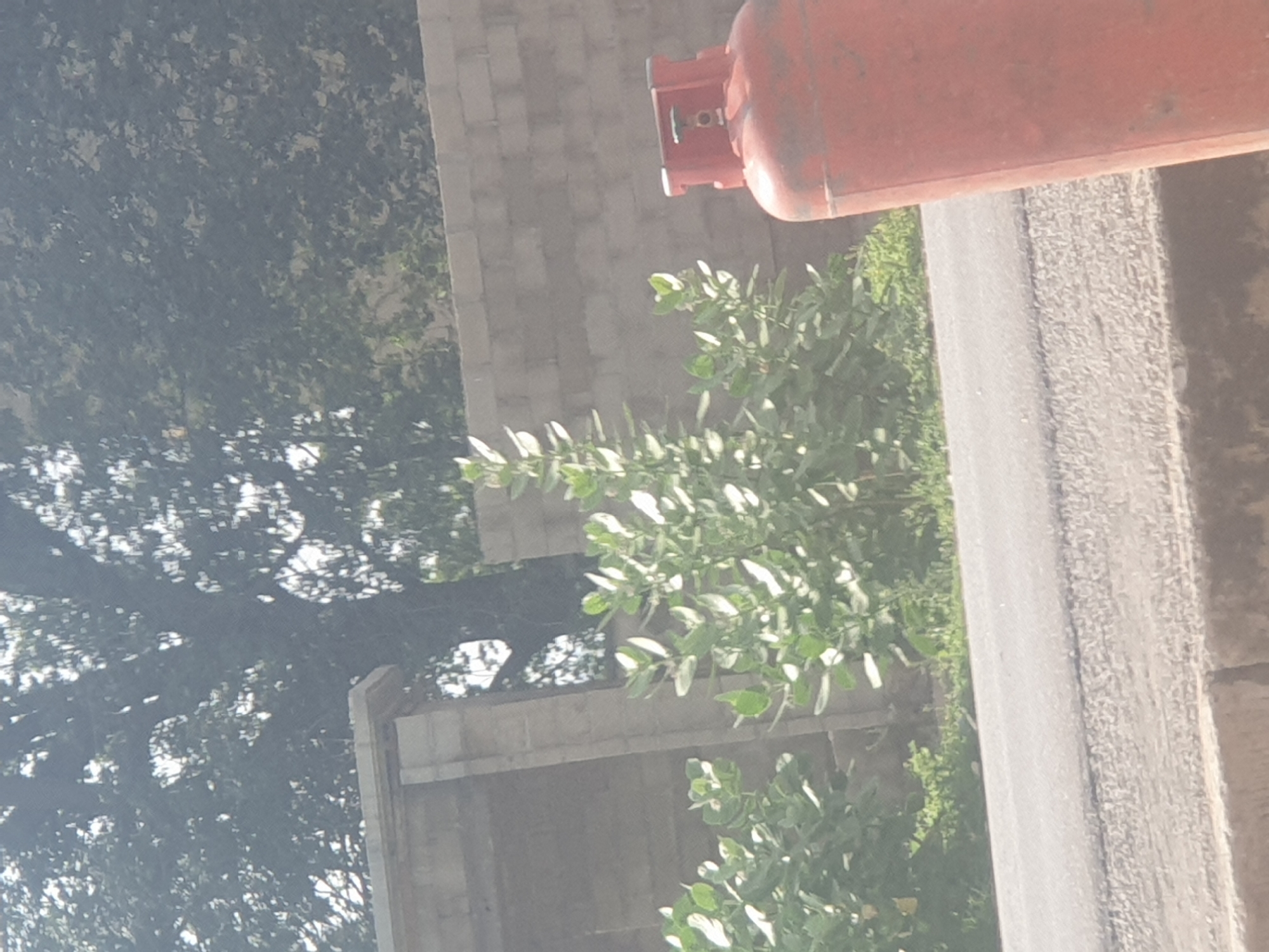 A red gas cylinder stands upright on the right side of the frame, partially obscuring a paved road and a low, grey stone wall behind it. In front of the wall and to the left of the gas cylinder, a cluster of green leafy plants grows. The background features the silhouette of a large tree with dense foliage and a segment of a lighter-colored wall. The image appears to be taken outdoors in Jauro Yinu, Nigeria, under natural daylight.