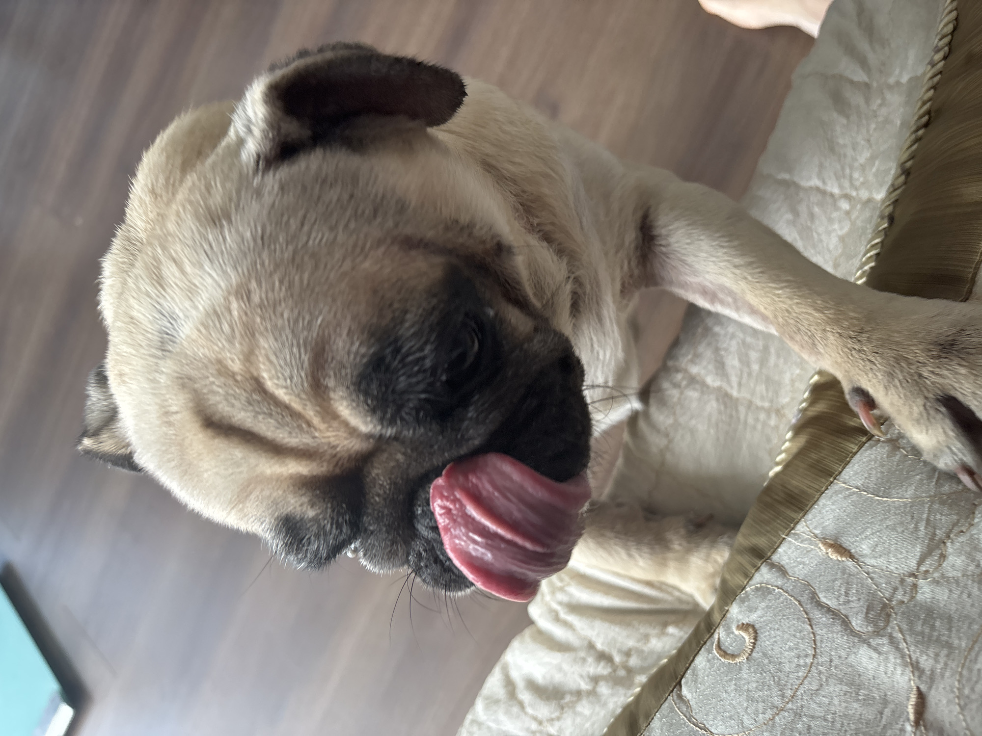 A pug dog with fawn-colored fur and black markings on its face is licking its nose. The dog is standing on what appears to be a bed or sofa with a textured, cream-colored fabric. A decorative pillow with gold trim and embroidered patterns is visible in the foreground. The background shows a wooden floor and a hint of a blue object, possibly a book or binder. The lighting suggests an indoor setting. The image is a close-up of the dog's face and upper body, with its paws resting on the edge of the upholstered surface.