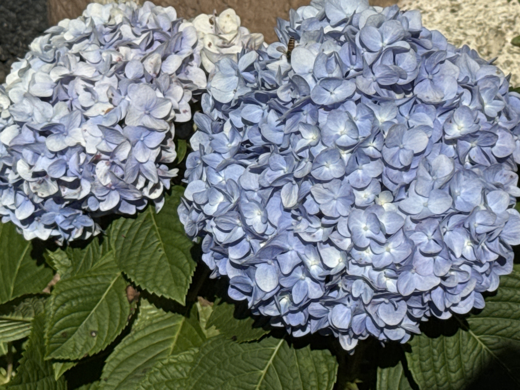 In Baturiti, Indonesia, a close-up shot captures a cluster of blue hydrangeas with large green leaves. The foreground is dominated by a vibrant blue hydrangea bloom, with another slightly lighter blue and white bloom partially visible in the upper right. A small bee is perched on the lower right edge of the blue bloom. The hydrangeas are set against a backdrop of textured ground, possibly concrete or stone, and dappled sunlight creates shadows on the leaves.