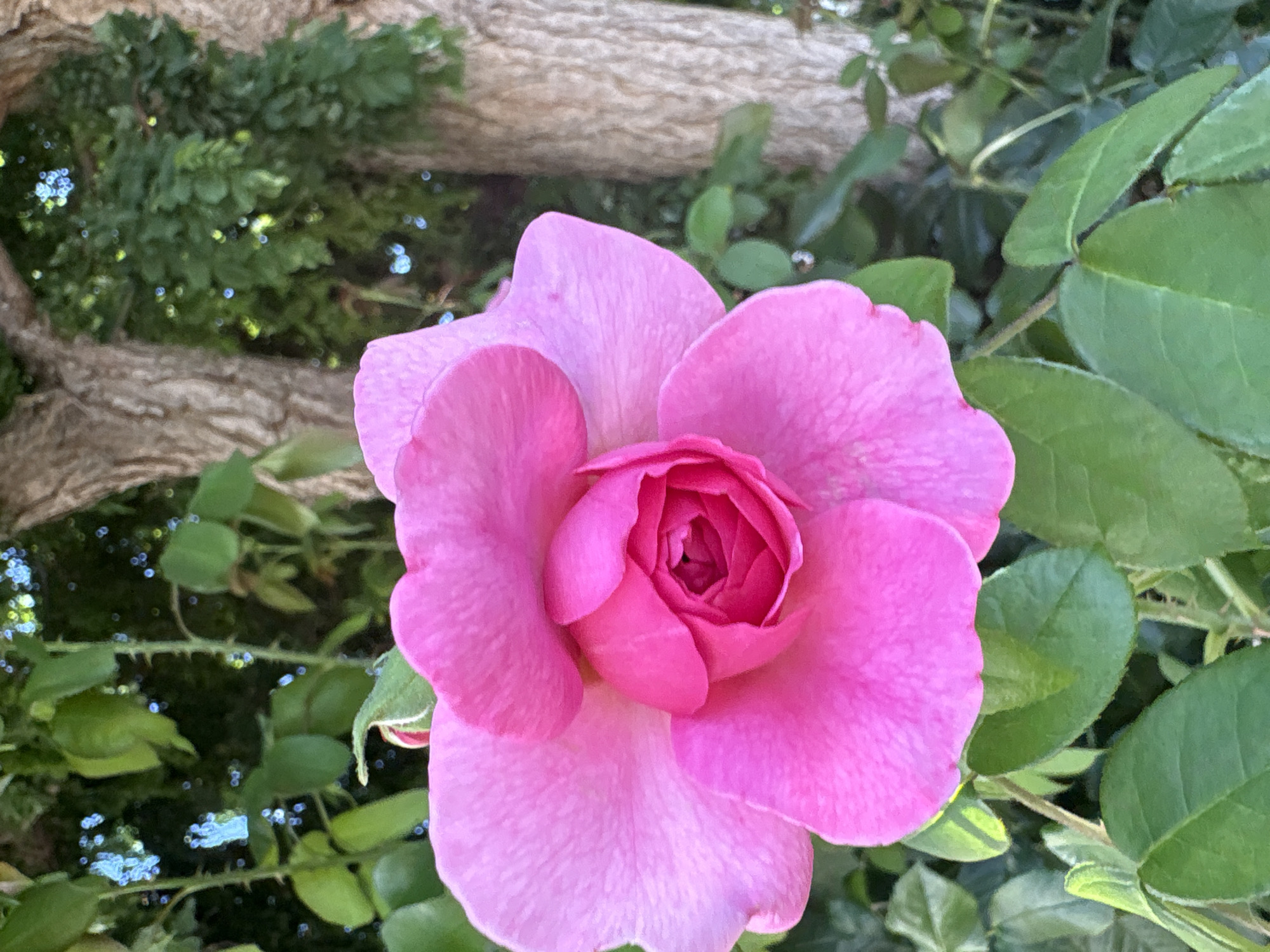 A close-up, eye-level, vertical shot captures a vibrant pink rose in full bloom, its petals unfurling in delicate layers. The rose is the dominant subject, positioned slightly to the left of the frame, with its center a deeper shade of pink. Surrounding the rose are lush green leaves, some appearing glossy and others slightly muted, providing a soft backdrop. To the right of the rose, a portion of a tree trunk with rough, textured bark is visible, its color a neutral brown. The background beyond the tree trunk is a blur of green foliage, hinting at a garden or natural setting. The lighting appears to be natural daylight, creating subtle shadows and highlights on the rose petals and leaves. The image does not contain any people, discernible actions, or interactions, nor does it contain any information that would indicate its location in Chelmsford, United Kingdom.
