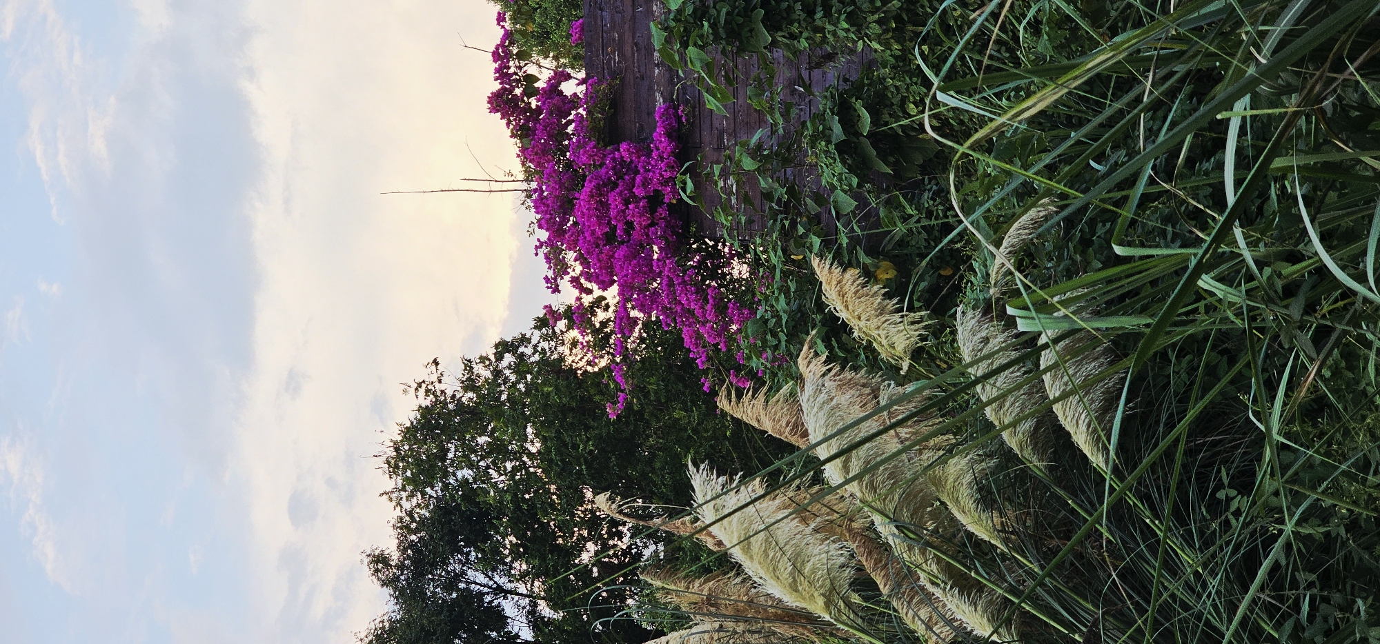 The image depicts an outdoor scene with lush vegetation under a hazy sky. In the foreground, tall, feathery grasses with a creamy-beige hue are prominent, interspersed with darker green foliage. To the right, a wooden structure, possibly a fence or wall, is covered with vibrant magenta bougainvillea flowers and green leaves. Behind this, dark green trees form a dense backdrop. The sky above is a pale blue with wispy clouds and hints of warm light, suggesting either sunrise or sunset. The location is identified as the Chongqing High-tech Zone, China. There are no people or animals visible in the image. The overall impression is one of natural beauty and tranquility.