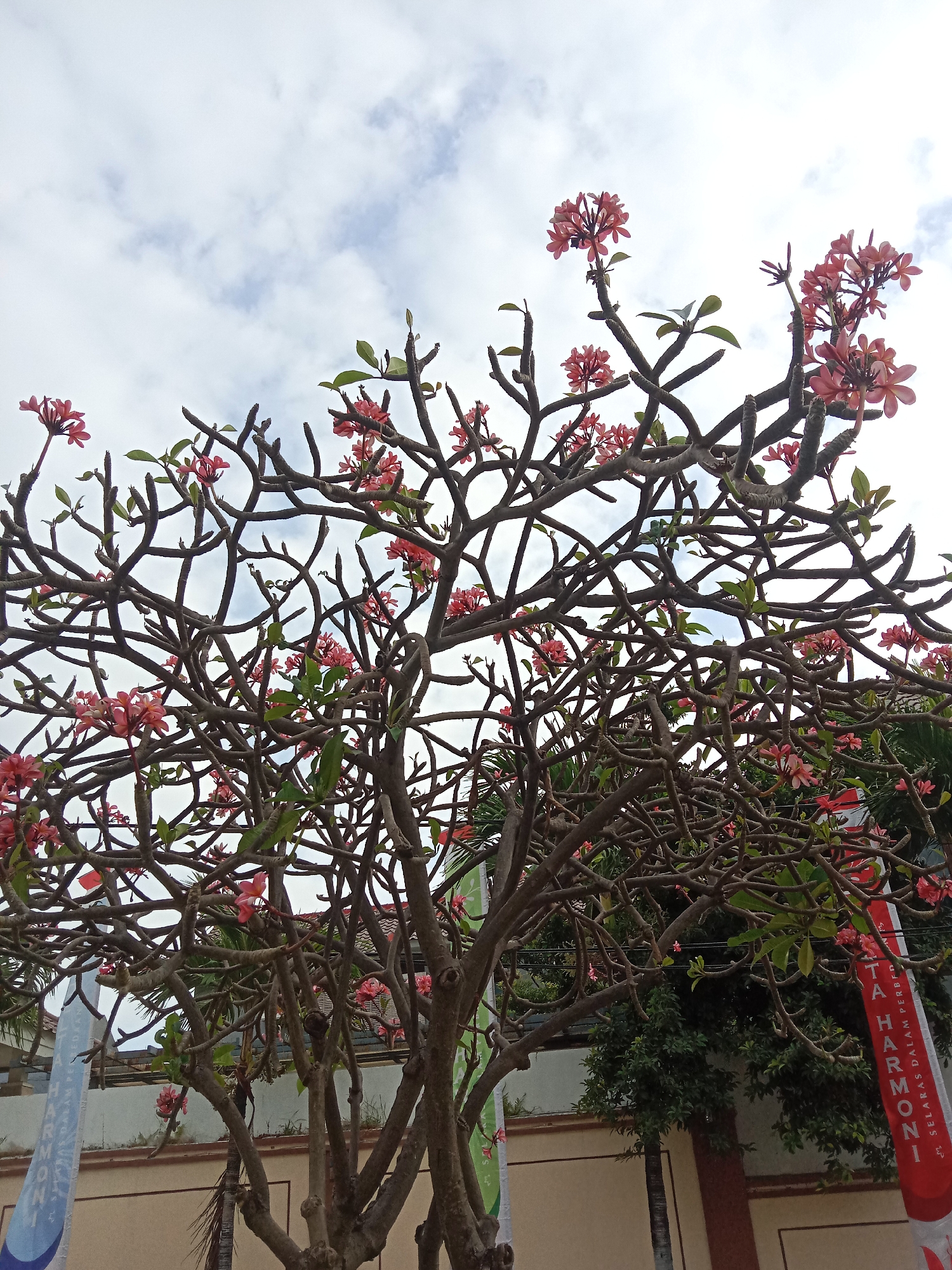 An eye-level, outdoor, low-angle, vertical, medium shot captures a dense Frangipani tree in the city of Ngingas, Indonesia, against a cloudy sky. The tree's intricate, branching structure dominates the frame, with delicate pink flowers and sparse green leaves scattered amongst its gnarled branches. In the background, a beige wall is visible, adorned with a red banner featuring white text that reads "TAH HARMONI SELARAS DALAM PERBEDAAN". A hint of another banner, with blue and white text, is visible on the left side of the frame. Lush green foliage peeks out from behind the tree, suggesting a garden or park setting. The overall impression is one of natural beauty intertwined with urban elements.