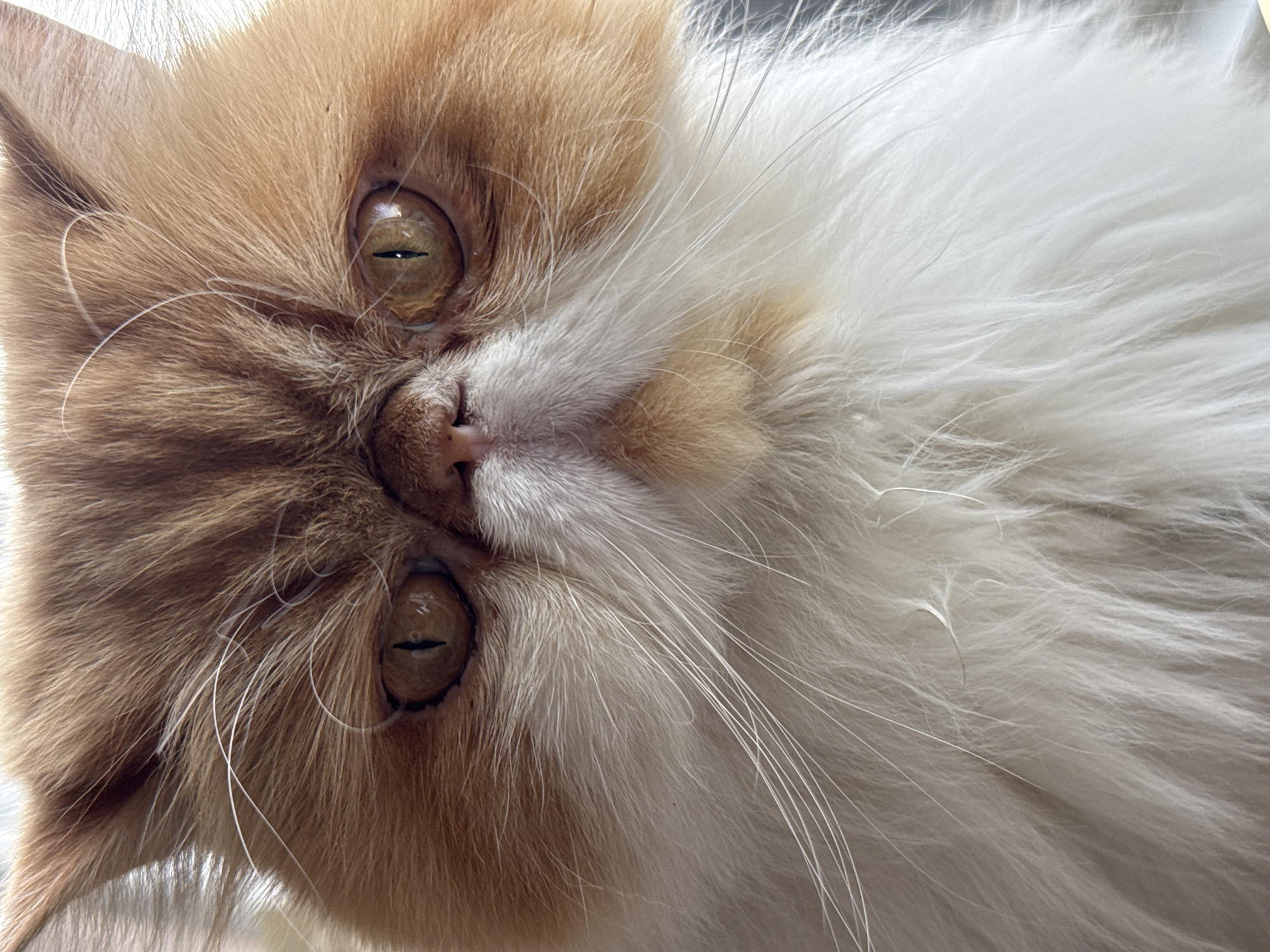 This is a vertically oriented, extremely close-up portrait of a cat's face, rotated 90 degrees to the left. The cat features long, fluffy fur with a distinct bi-color pattern of ginger/light brown and white. The brown fur is predominantly around the eyes and ears, blending into white fur that dominates the lower part of the face and extends throughout the body (partially visible).
The cat has striking amber-gold eyes with pronounced vertical slit pupils, which are centrally positioned and appear to be looking directly at the viewer with an intense, focused, or curious gaze. Its small, slightly moist nose is a light pinkish-brown, situated just above a white muzzle. Numerous long, thin white whiskers fan out from the sides of its face, adding to the detailed texture.
The lighting is bright and even, highlighting the individual strands and soft texture of the cat's fur. No specific background, objects, or text are visible, as the frame is filled almost entirely by the cat's features. The setting appears to be indoors due to the controlled lighting, but no further location cues are present within the image. The time of day is not ascertainable from the visual information.