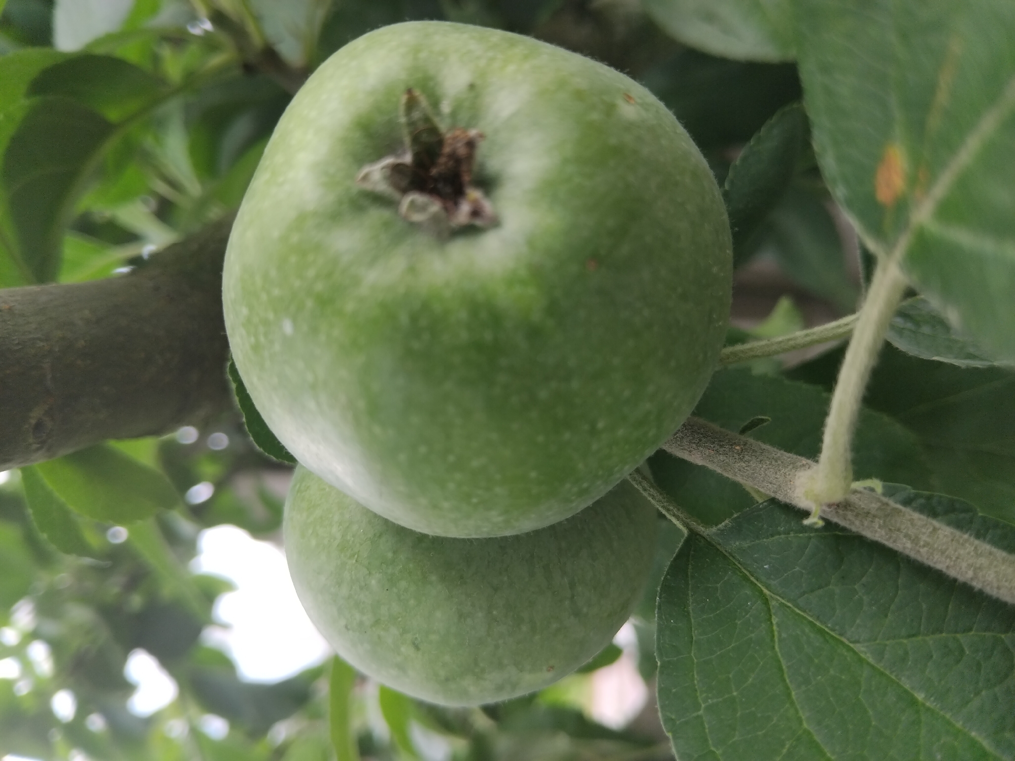 The image displays two unripe green apples hanging from a tree branch. The apple in the foreground is larger and more in focus, revealing a slightly rough texture and a star-shaped remnant at its top where the flower was. The second apple is positioned behind and to the left of the first, appearing slightly out of focus. Both apples are attached to thin, fuzzy stems. Green leaves and a thicker tree branch are visible in the background, along with dappled sunlight filtering through the foliage. The scene suggests a natural outdoor setting, potentially an orchard or garden within the city of Zhytomyr, Ukraine. There are no people or animals present in the image.