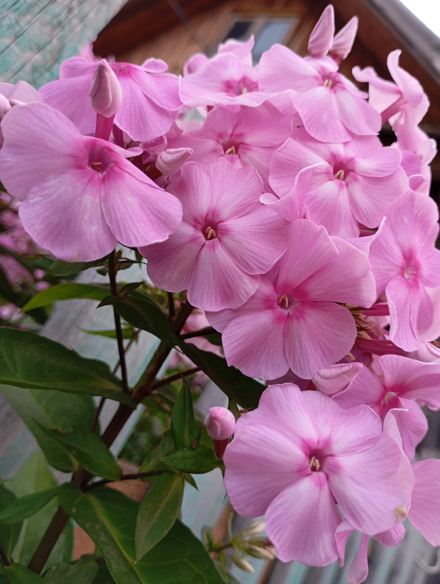 A close-up, eye-level shot captures a cluster of delicate, pale pink phlox flowers in bloom, with their petals unfurling towards the viewer. Some flowers are fully open, revealing their five-lobed structure and a slightly darker pink center, while others are still in bud form, tightly closed and pointed. The flowers are densely packed together, forming a vibrant mass of color. Lush green leaves emerge from the dark stems, adding a contrasting element of nature to the scene. In the background, a weathered wooden fence, painted a faded teal, runs horizontally across the frame. Beyond the fence, the indistinct brown wooden siding of a building is visible, suggesting a rustic outdoor setting. The overall impression is one of natural beauty and tranquility, with the phlox flowers taking center stage. The image is likely taken in the city of Fokino, Russia, given the context provided.