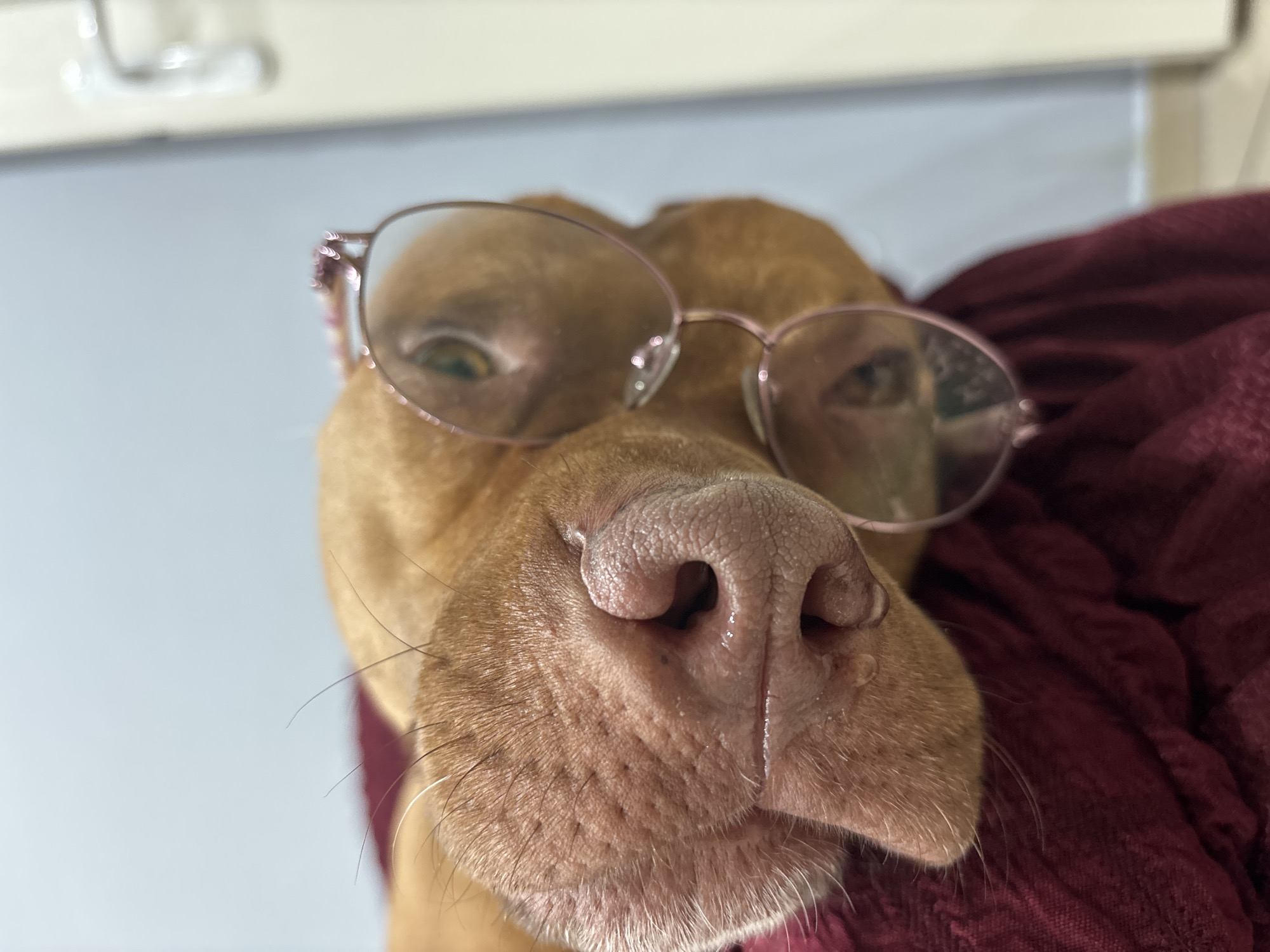 A close-up, slightly angled shot shows a tan-colored dog wearing pink-rimmed glasses. The dog's large pink nose is prominent in the foreground, with a hint of a maroon fabric visible behind its head and to the right. The background is a muted gray-white, suggesting an indoor setting. There is no evidence suggesting the location.