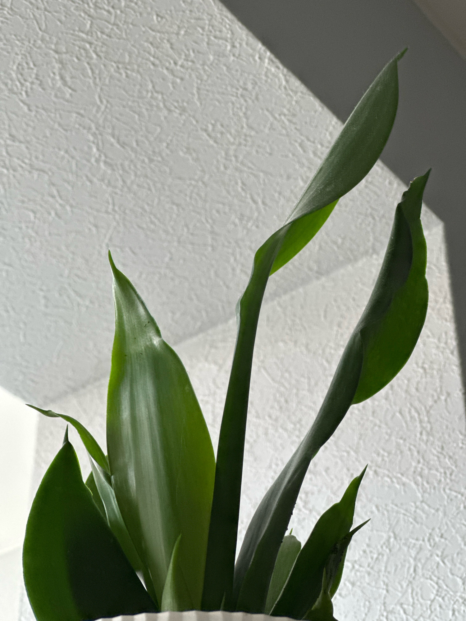 A close-up shot of a potted green plant with long, lanceolate leaves. The leaves are a deep green, with some appearing glossy and others more matte, and they are lit by a strong light source casting shadows on the textured white wall behind the plant. The wall exhibits a rough, stucco-like finish. The composition focuses on the upper part of the plant, showing several leaves reaching upwards and curving slightly. The lower portion of a white patterned pot is visible at the bottom of the frame. There are no people or animals in the image.