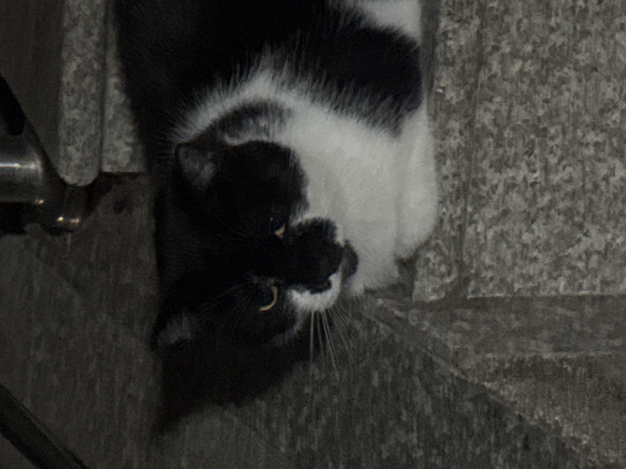 A black and white cat is resting on a textured, rough surface, possibly stone steps, in an outdoor urban setting. The cat is mostly black with a white chest and muzzle, and its eyes are a vibrant yellow. The background is dark and appears to be a building facade or an alleyway. The cat's whiskers are prominent, and its body is partially obscured by the grainy texture of the surface it rests on. The lighting is dim, suggesting it might be evening or a shaded area. The scene is devoid of human presence and activity. The overall impression is one of a solitary animal in an urban environment, likely a street cat. This scene could be located in Budva, Montenegro, given the architectural style and urban characteristics often found in the city.