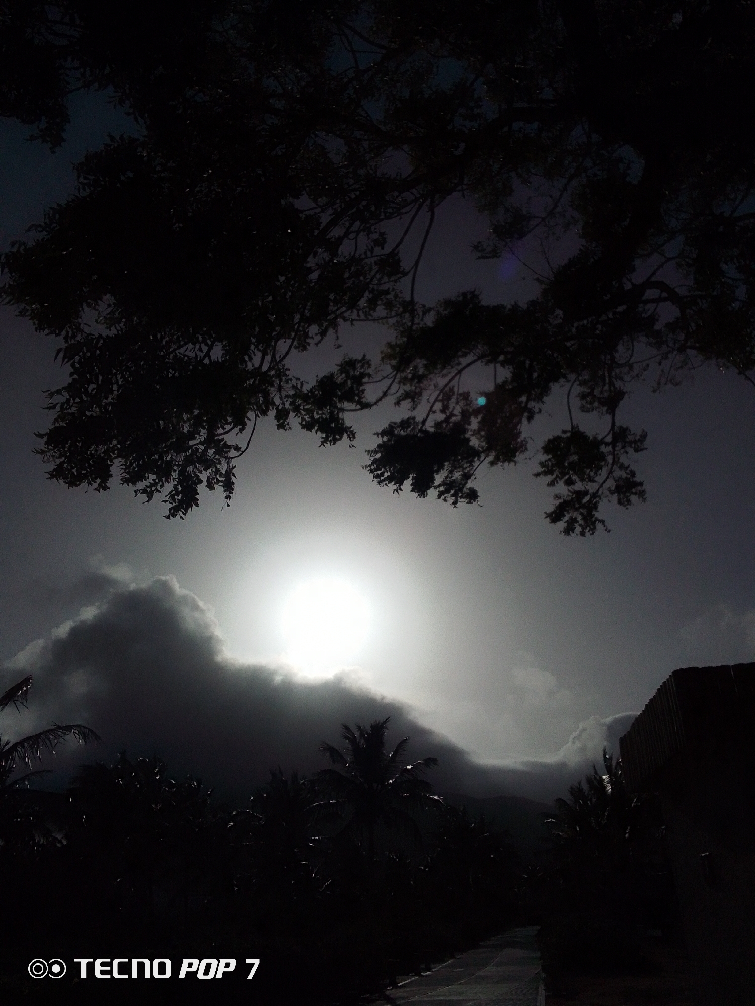 The image shows a view in Pedro González, Venezuela, possibly at dusk or dawn. The sun is visible through clouds, obscured by silhouettes of trees, including palm trees in the lower part of the frame. Overhanging branches frame the upper part of the image. A road is dimly visible at the bottom. A structure can be seen on the right. The words "TECNO POP 7" are superimposed on the lower left corner.