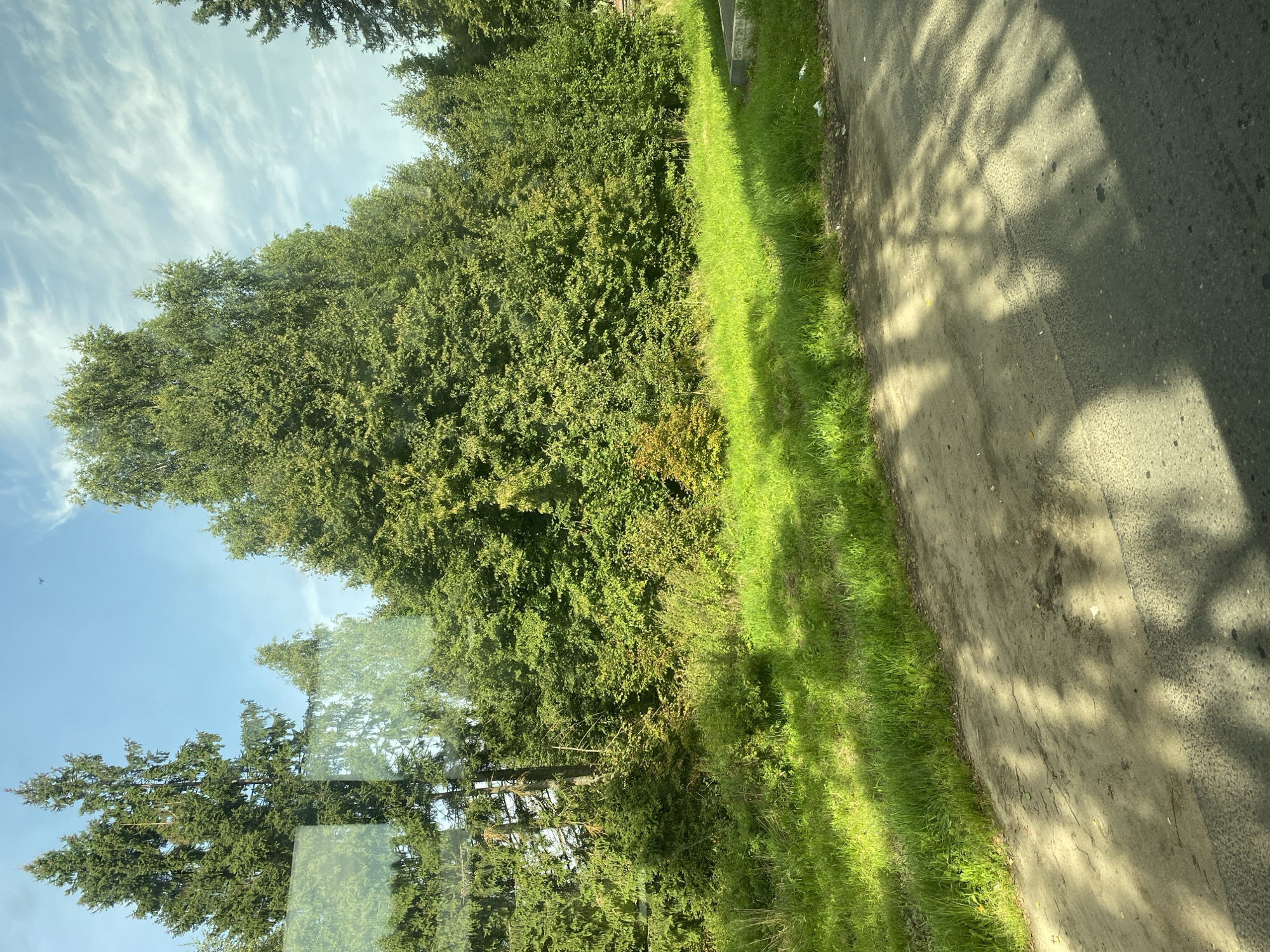 The image depicts a roadside scene with lush green grass and dense trees under a bright, partially cloudy sky. The foreground shows a dirt path with dappled sunlight and shadows cast by overhead foliage. The path transitions to an asphalt road on the right side of the frame. Beyond the path and grass is a thick line of varied trees, including tall pines and deciduous trees, forming a dense forest. In the upper portion of the image, the sky is visible with wispy white clouds. The scene appears to be captured from a moving vehicle, suggested by the slight blur and the reflections on what seems to be a window. There are no people or animals visible in the image. The overall environment is natural and verdant.