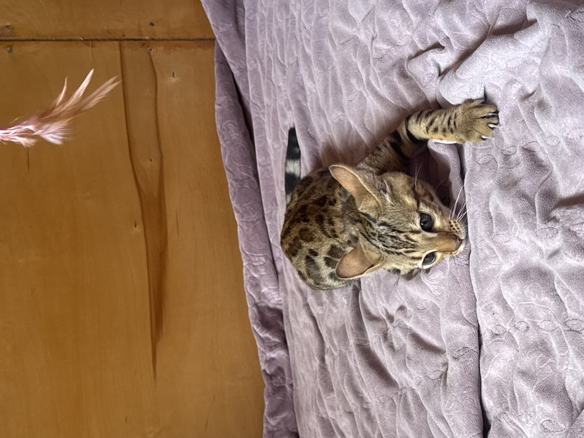 A Bengal cat is lying on a lilac comforter on a bed, with its body extended and head down, looking towards the camera. The cat has spotted fur and a striped tail. In the upper right corner of the image, a pink feather toy is dangling from above. The background is a wooden wall with horizontal planks. The scene is indoors, in a room with soft lighting.