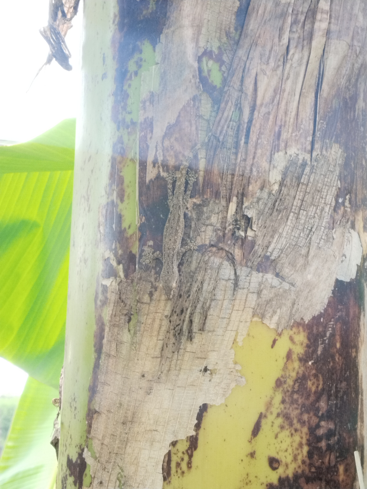 The image depicts a lizard clinging to the trunk of a banana tree. The trunk exhibits a peeling outer layer, revealing a lighter yellow hue beneath. The left side of the tree trunk is greener, with darker patches. A large, green banana leaf is visible on the left side of the frame. The location is Jurangjero, Indonesia.