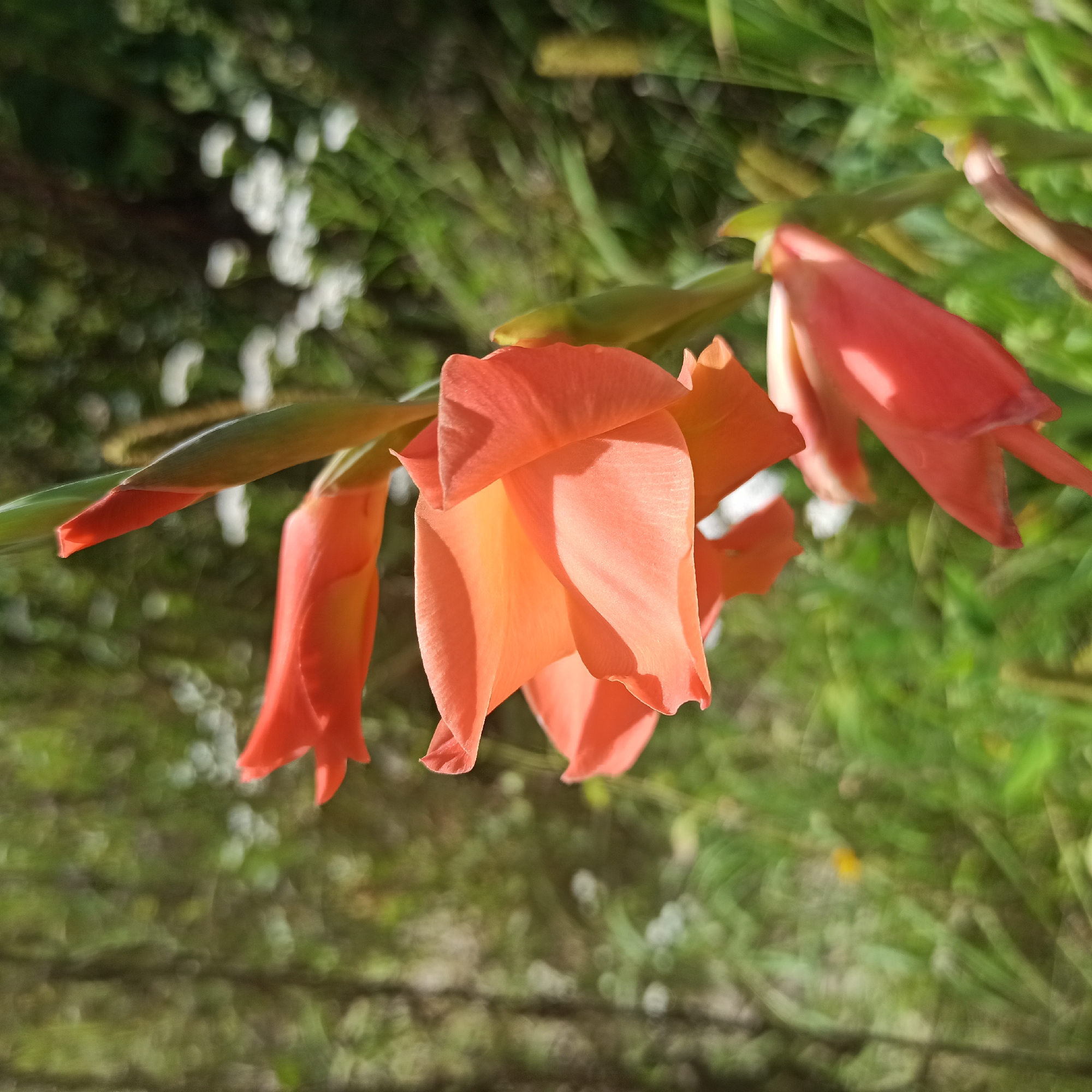 This is a close-up, eye-level outdoor photograph of an orange gladiolus flower with blurred green foliage and white flowers in the background. The gladiolus is the main subject, with its petals and stem clearly in focus. The rest of the scene is out of focus, creating a bokeh effect. The photograph was taken in Buda, Ukraine.