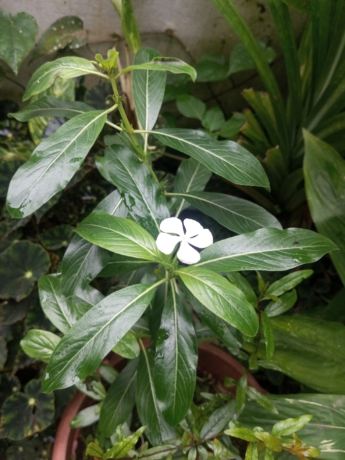 A vibrant periwinkle plant thrives in a pot, its glossy, dark green leaves prominently veined. A single, pure white flower with five delicate petals blooms amidst the foliage, standing out against the green backdrop. Other plants surround the periwinkle, creating a lush, diverse garden scene. The overall composition suggests a well-tended and healthy plant.