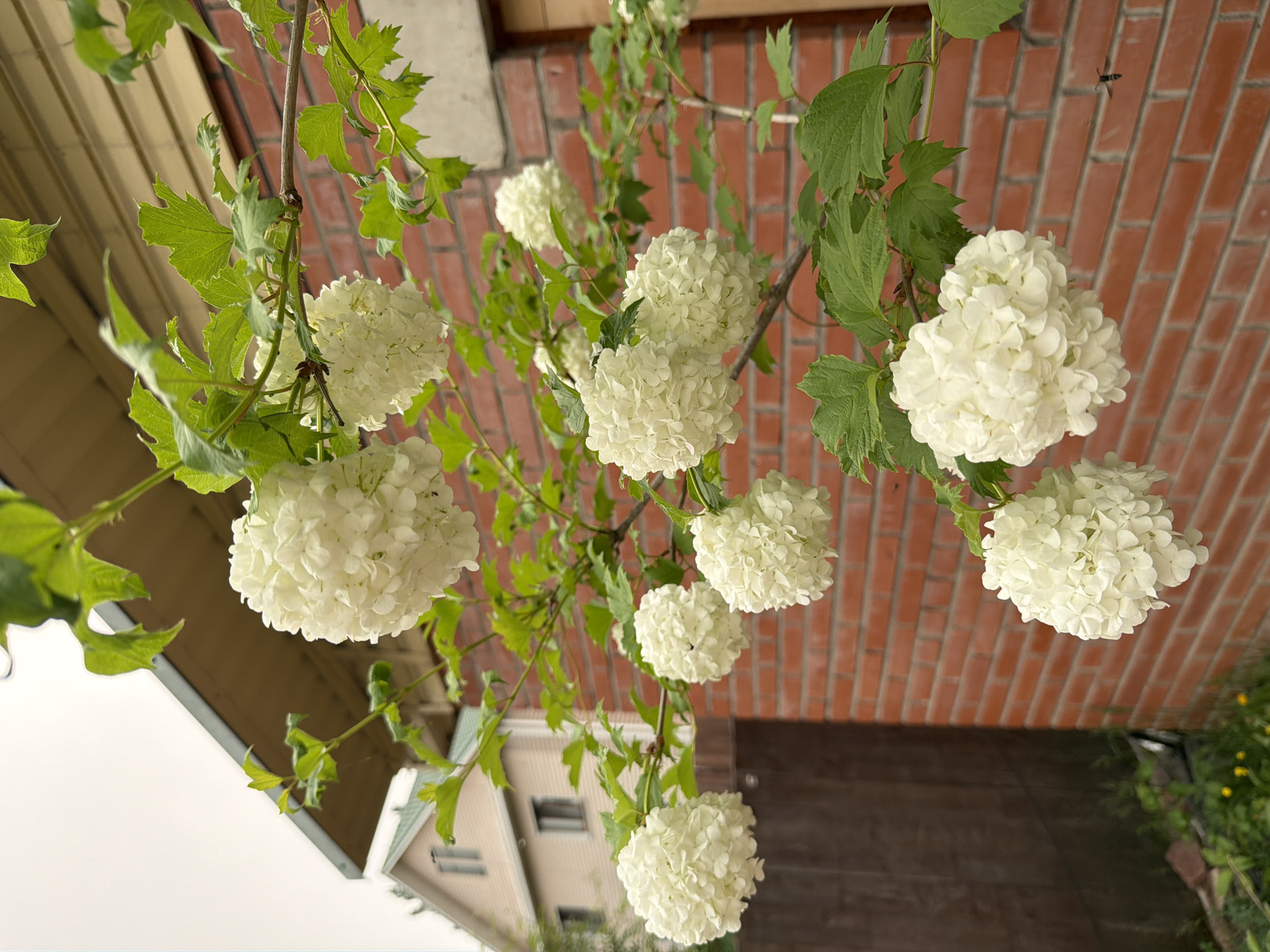 In Sukhaya, Russia, a close-up shot captures a branch of white snowball viburnum flowers with green leaves in the foreground. The flowers are spherical and densely packed with small white petals. Behind the flowers, a red brick wall forms the backdrop, with a section of a light-colored house with a green roof visible to the left. The sky is overcast. A small insect, possibly a bee or wasp, is visible in flight to the right of the frame. The overall scene appears to be an outdoor garden or yard setting.