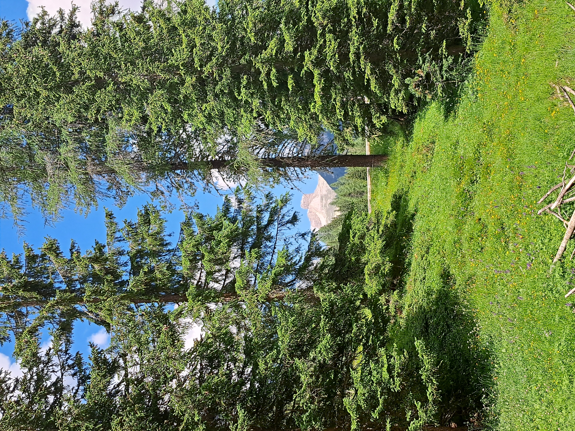 The image depicts a mountain landscape scene. The foreground is dominated by lush green coniferous trees, with their dense foliage creating a natural canopy. To the right of the trees, a vibrant green meadow is visible, dotted with small yellow and purple flowers. In the background, a rugged, rocky mountain peak stands tall against a clear blue sky with scattered white clouds. The lighting suggests it is daytime, possibly late morning or early afternoon, with the sun casting shadows from the trees. The overall impression is one of a serene and picturesque natural environment, likely a mountainous region. No people, objects, or text are discernible in the image.