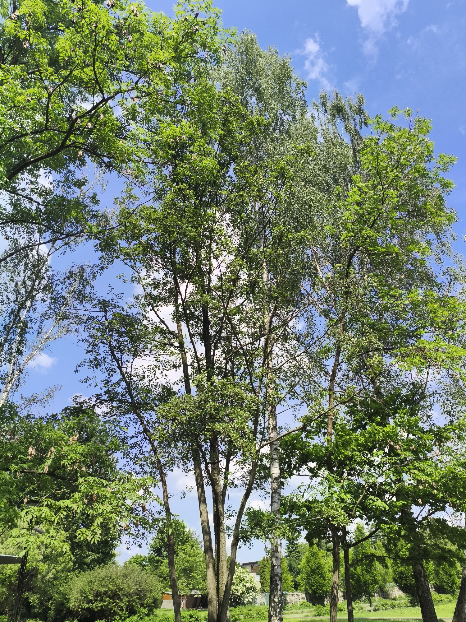 The image shows a view upwards through several trees against a blue sky with scattered white clouds. The trees are varying shades of green. Some have lighter, almost white bark, likely birch trees. In the lower background, there are buildings and more greenery. The location is likely a park or green space in Nowy Tomyśl, Poland, based on visual characteristics of plant life and architecture typical of Central Europe. There are no people visible in the image.