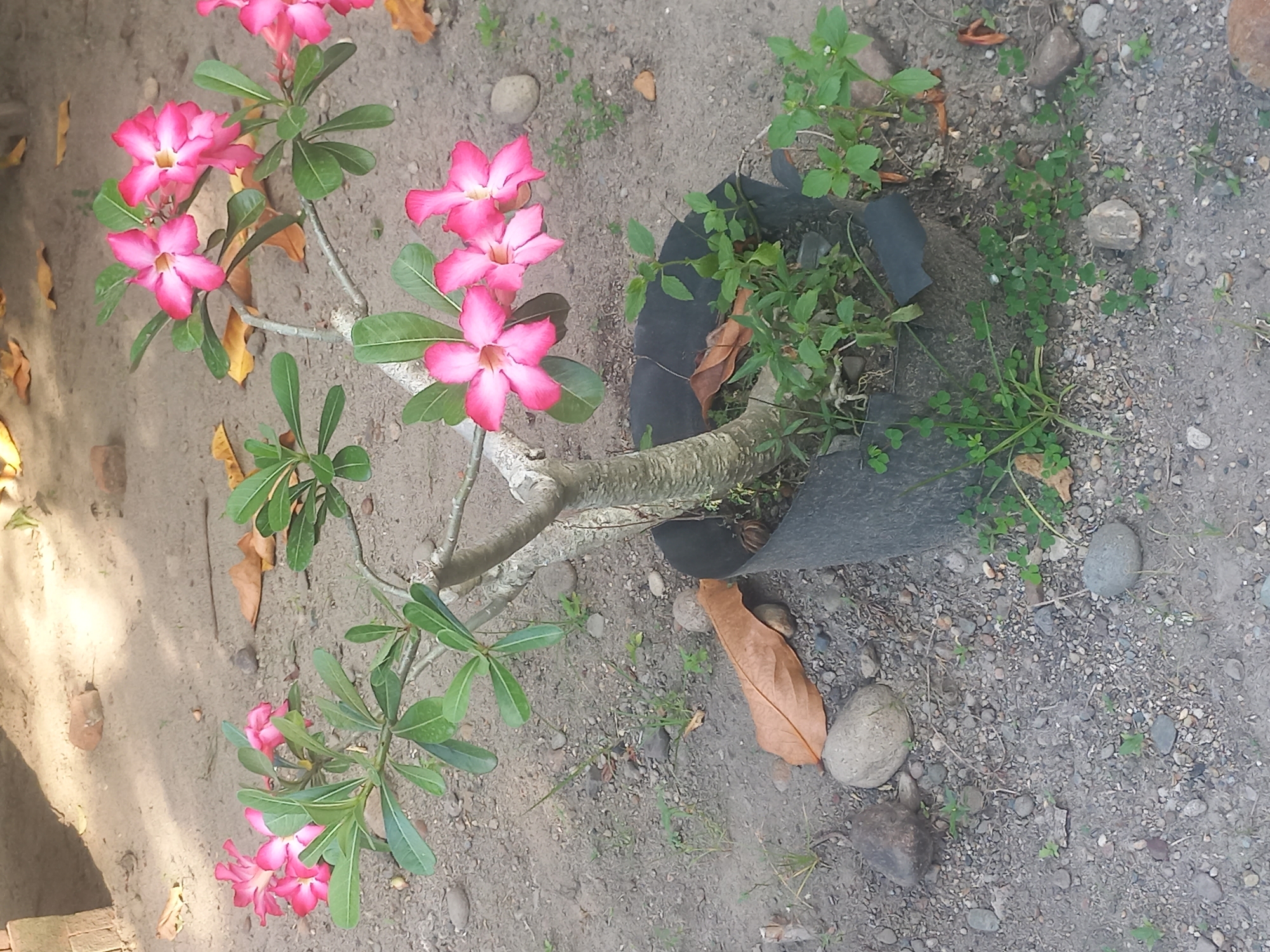 The image shows a desert rose plant (Adenium obesum) in a black plastic pot, placed on the ground, which consists of soil, gravel, and small stones. The plant has pink flowers and green leaves. Some weeds are growing in the pot along with the desert rose. A dried brown leaf is on the ground near the pot. The location is identified as Blangcot Tunong, Indonesia, by inference from the request.