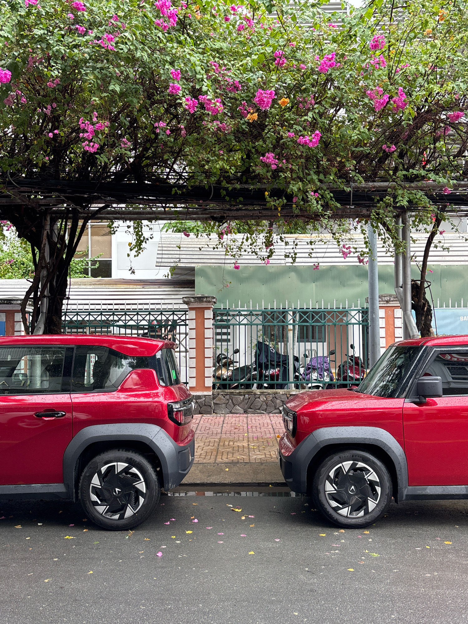 This is a photograph taken in Nha Trang, Vietnam, depicting two red cars parked on a street, facing each other. The cars are positioned so that their front ends are very close, almost touching. They are both modern-looking SUVs with black fender flares and distinctive silver and black wheels. The street is wet, suggesting it may have recently rained, and fallen pink and yellow flower petals are scattered across the asphalt.
Behind the cars, there is a sidewalk with patterned yellow paving stones. Further back, a green metal fence encloses a courtyard or property. Several motorcycles are parked behind the fence, some covered with tarps or bags. The fence is supported by decorative pillars, one of which is visible on the right side of the frame, made of orange and white stone.
Above the street and cars, a dense canopy of green leaves and vibrant pink flowers from a bougainvillea tree arches over the scene. The branches of the tree are supported by a dark metal trellis structure. In the background, a building with white and grey siding is visible, along with a tall grey utility pole. The overall impression is a slightly damp urban scene, enlivened by the bright red of the cars and the colorful bougainvillea.