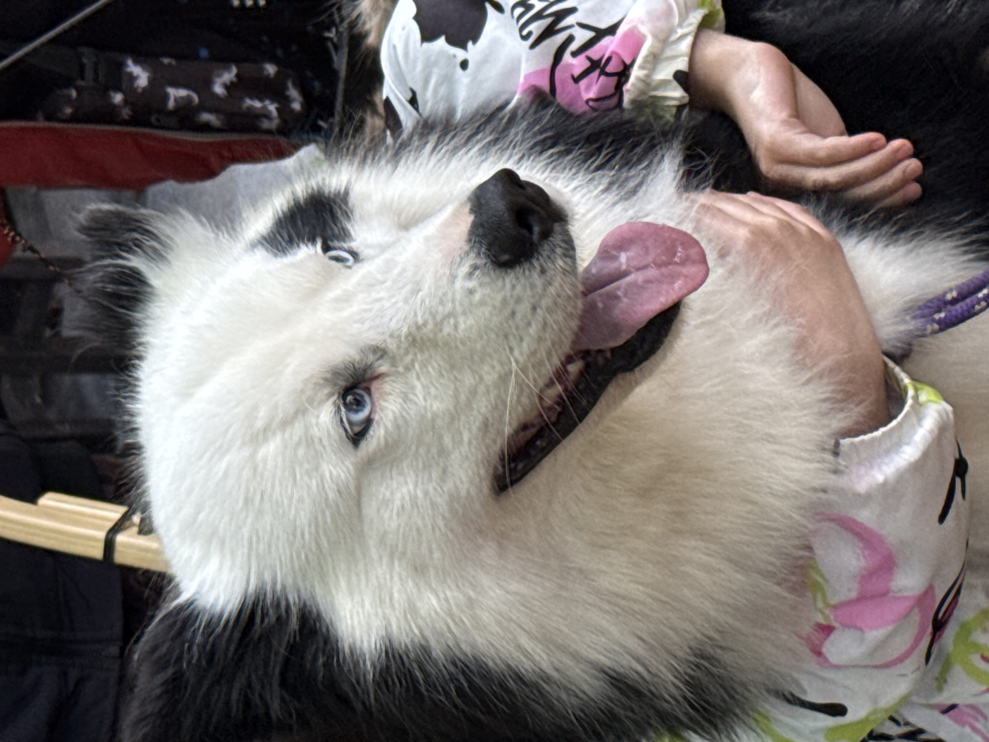 A close-up image shows a white and black dog lying on its back, with a person holding it. The dog has its tongue out and blue eyes. The person holding the dog is wearing a floral shirt. Other people are present, and one is wearing a black shirt.