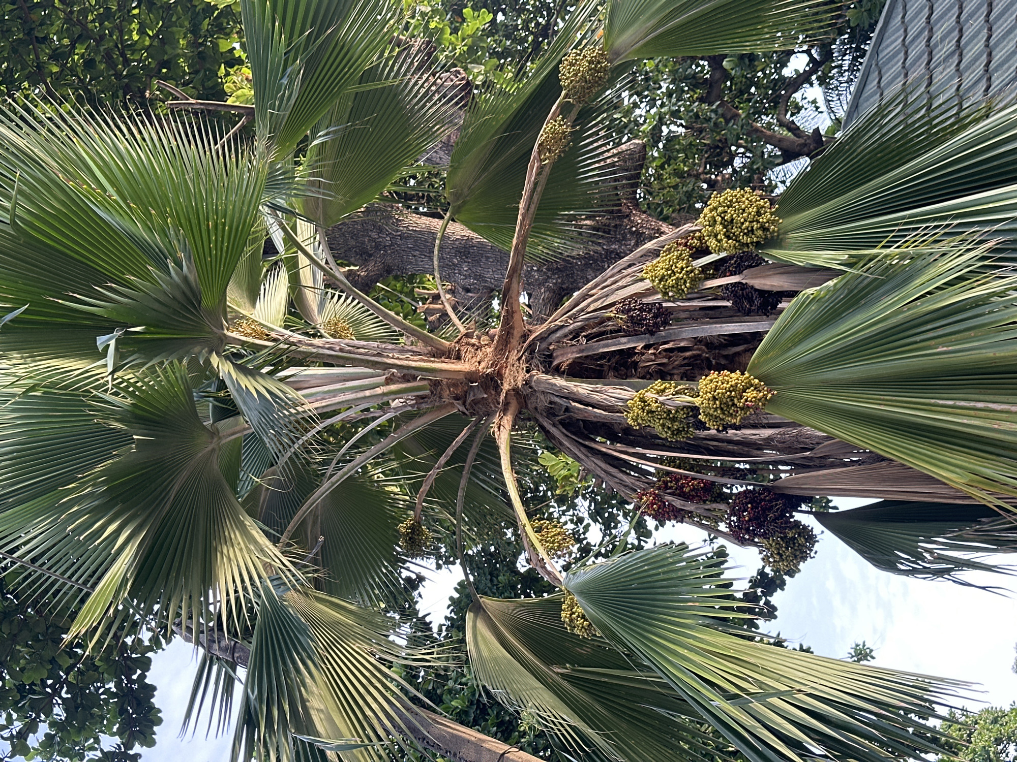 The image depicts a low-angle view of a mature palm tree, likely a Bismarck palm, characterized by its large, fan-shaped fronds, some bearing clusters of green and brownish-purple fruit. The tree's trunk is partially visible, with older frond bases still attached. The surrounding vegetation indicates a tropical environment. The location is possibly within Lagos, Nigeria, based on the prevalence of such palm trees in urban and suburban areas of West Africa. No people are visible in the shot. The focus is on the palm tree and its fruit, with a background including other trees and a patch of sky. The overall impression is one of a lush, green environment under natural daylight conditions.