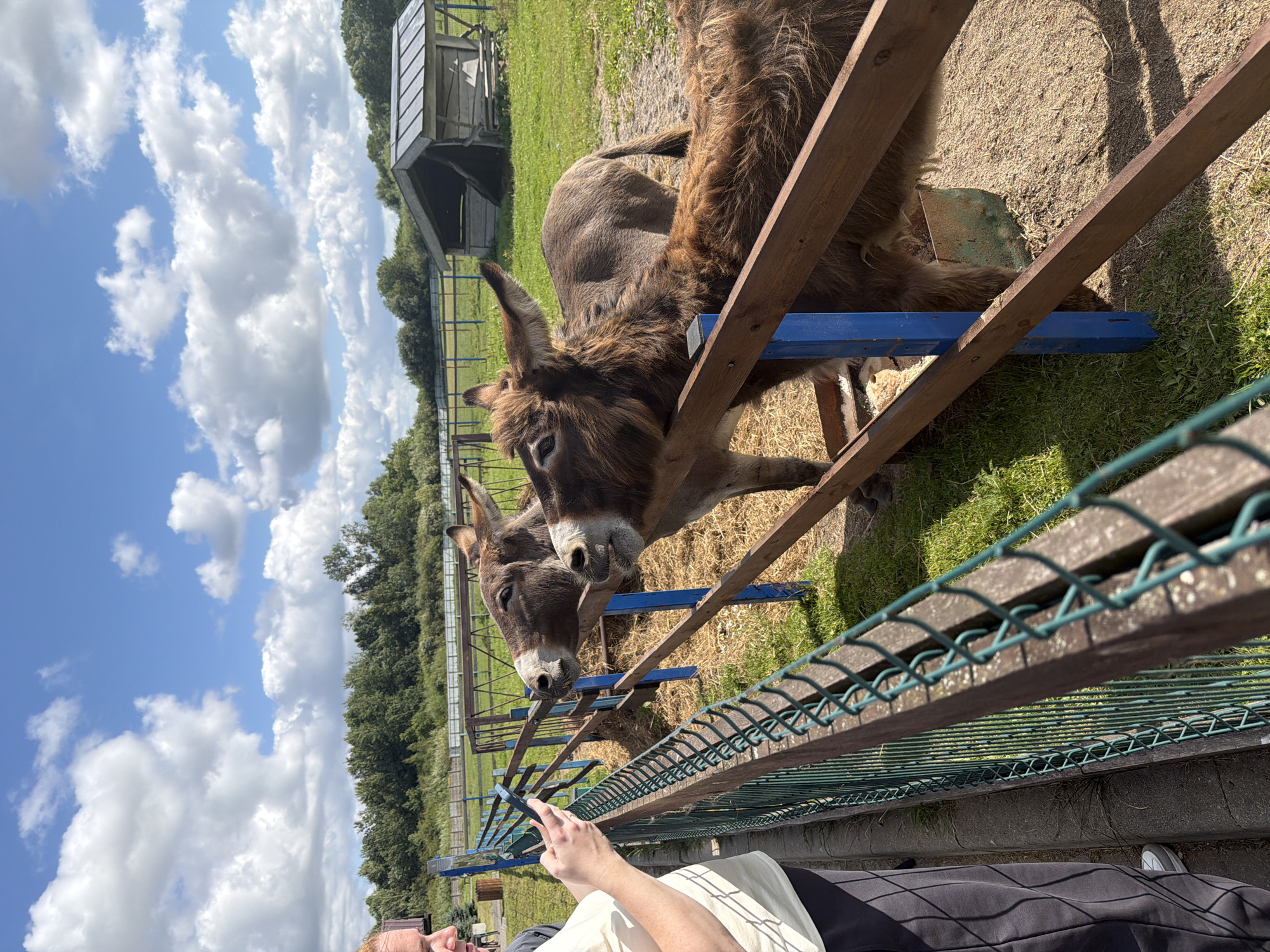 The image shows a person standing on the left side of a fence, holding a smartphone and looking at it. Beyond the fence, three donkeys are visible. Two donkeys are close to the fence, with one of them leaning its head over the fence towards the person. The third donkey is further back, in the enclosure. The environment appears to be an outdoor animal enclosure, possibly a farm or petting zoo, with grass, dirt, and a small wooden shelter in the background. The sky is partly cloudy. The location is not specifically identified as Konstantinovka, Russia, and there are no other details to confirm this location.