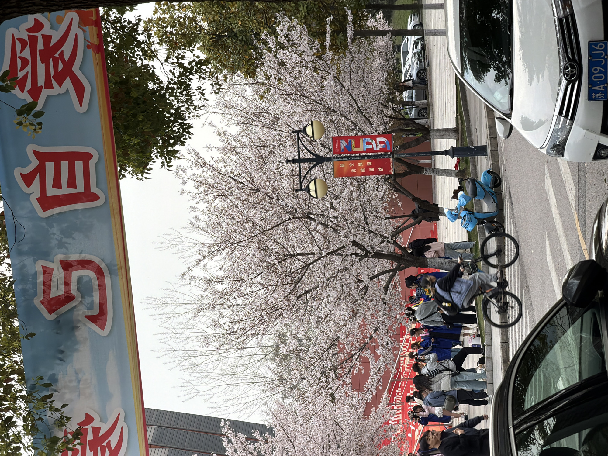 This image captures an outdoor urban scene in Jiangning District, China, under an overcast sky. The foreground features the partial fronts of two vehicles: a black car on the left and a white Toyota sedan with license plate 苏 A·09JJ6 on the right. Between these vehicles, a paved road with crosswalk markings is visible.
In the midground, a black street lamp with two yellow globe lights stands on the right, adorned with two red banners displaying white Chinese characters, including "航空报国防" and "弘毅". To the left of the lamp, an individual cycles a black bicycle from left to right across the road. A blue electric scooter is parked on the sidewalk near the street lamp. The area behind the road and sidewalk is densely populated with numerous trees in full bloom, featuring abundant white and light pink blossoms.
Behind the blossoming trees, to the left, a large group of approximately 20-30 individuals is gathered on a red terraced area with visible steps. Many in the group are wearing blue graduation gowns, engaged in photography and social interaction; some hold cameras. A modern building with a grey facade is partially visible behind the group on the far left. To the right, another structure with a prominent red facade is visible behind the trees.
Overhead, a light blue banner bearing red and white Chinese characters that read "爱与自爱" (Love and Self-love) spans the upper portion of the frame, partially obscured by green tree foliage.