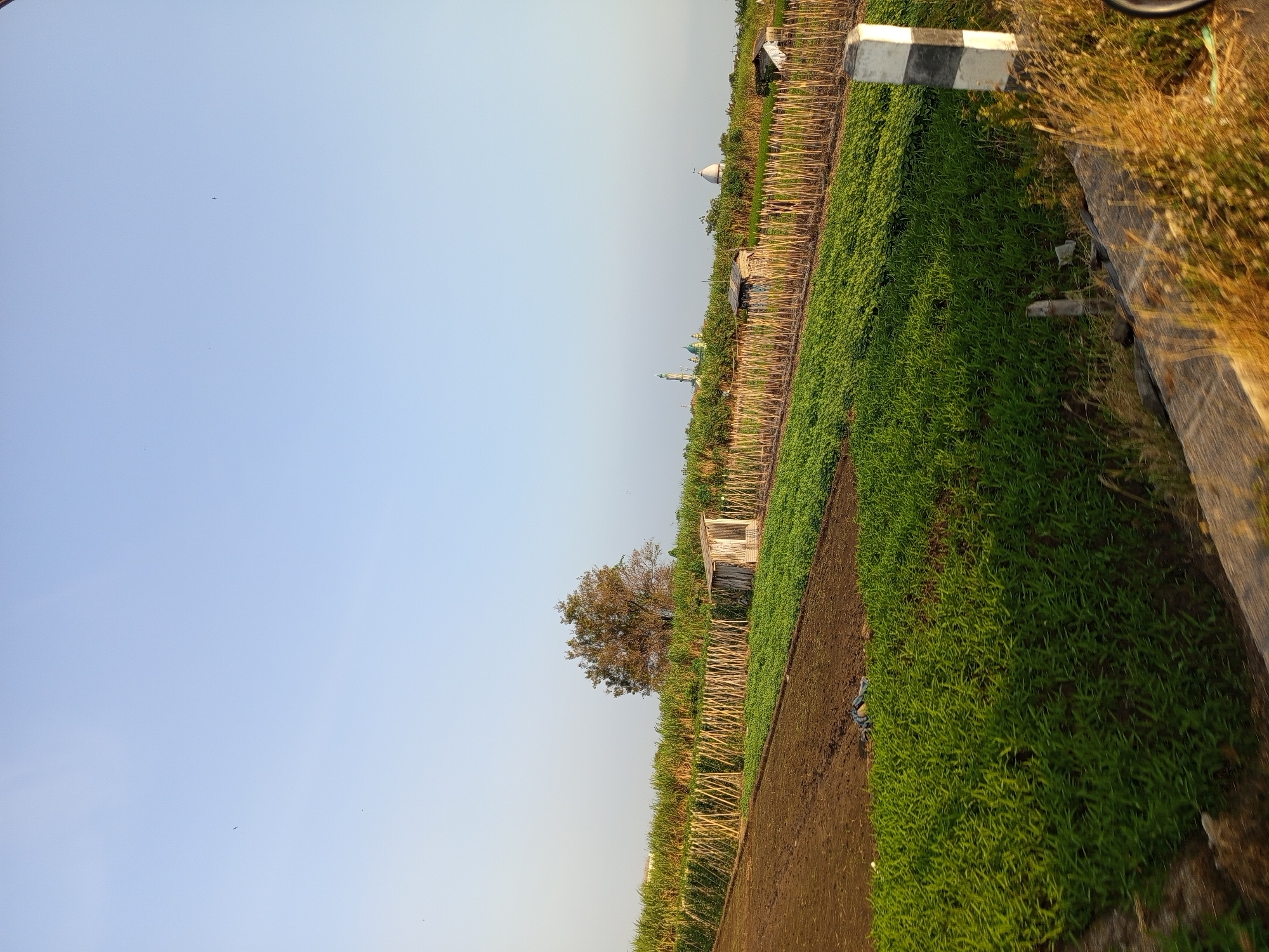 A wide shot captures a rural landscape in Sumberejo, Indonesia, under a clear blue sky. In the foreground, a patch of dark, tilled earth is visible, bordered by a vibrant green field of crops. Beyond this, a line of tall, dry stalks forms a boundary, with small, rustic wooden structures scattered along it. Further in the distance, a dense line of taller vegetation, possibly sugarcane, stretches across the horizon. A lone, mature tree with a full canopy stands out against the sky, its branches silhouetted. In the far distance, the spires of two domed buildings, likely religious structures like mosques, are visible, adding to the sense of a peaceful, agrarian community. The scene is tranquil, with no discernible human activity. A roadside marker with black and white stripes is visible on the right side of the frame.