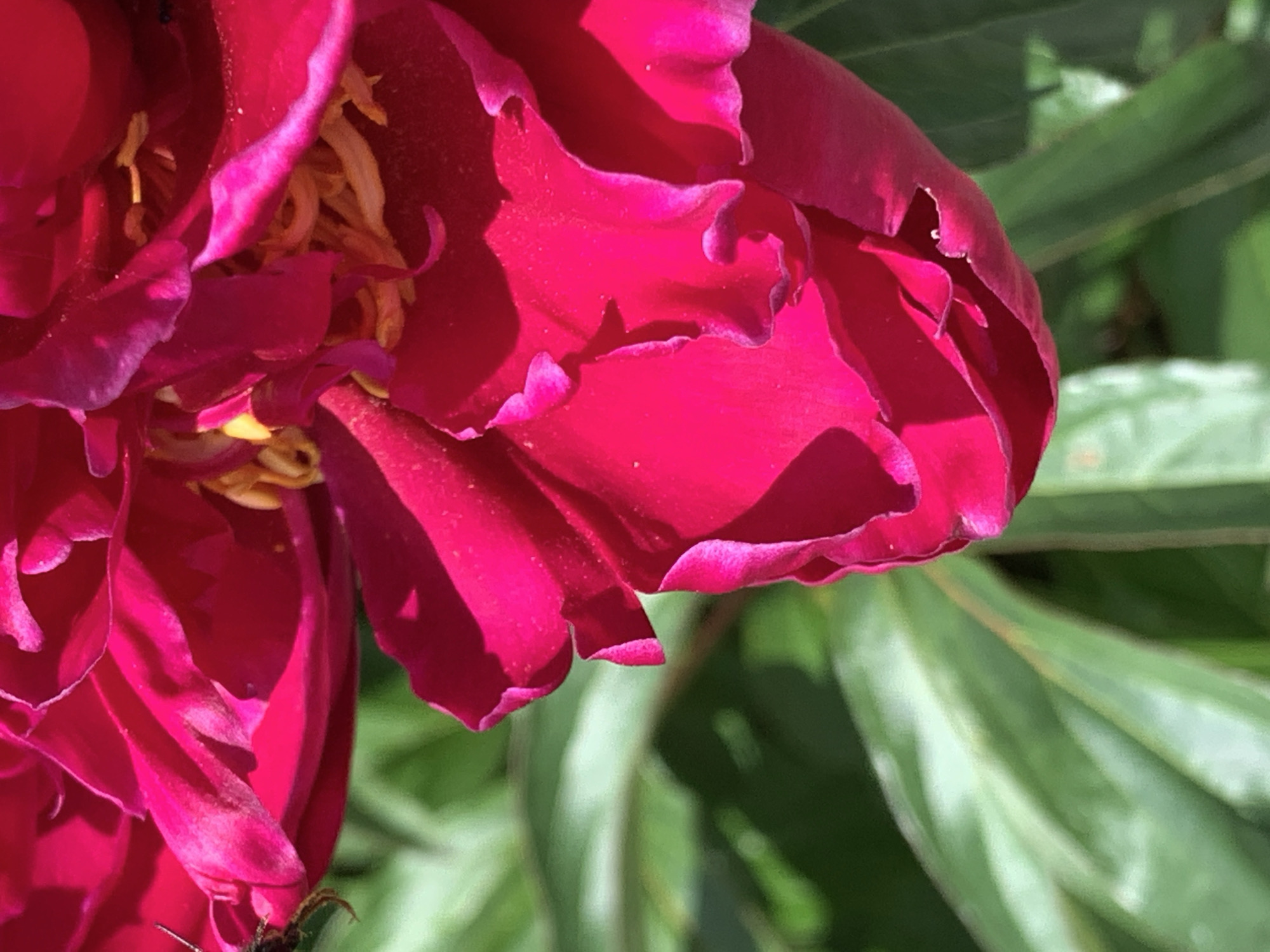 A close-up, eye-level shot captures the vibrant magenta petals of a peony flower. The flower dominates the frame, its ruffled petals unfurling to reveal a glimpse of yellow stamens at its center. Sunlight casts soft shadows, accentuating the delicate texture and folds of the petals. In the background, out-of-focus green foliage creates a soft bokeh effect, suggesting a garden setting. A small, dark insect, possibly a bee, is visible on the left side of the flower, its legs delicately gripping a petal. The overall scene is one of natural beauty and tranquility, likely captured in the village of Bucaciński Selski Sovet, Belarus, during blooming season.