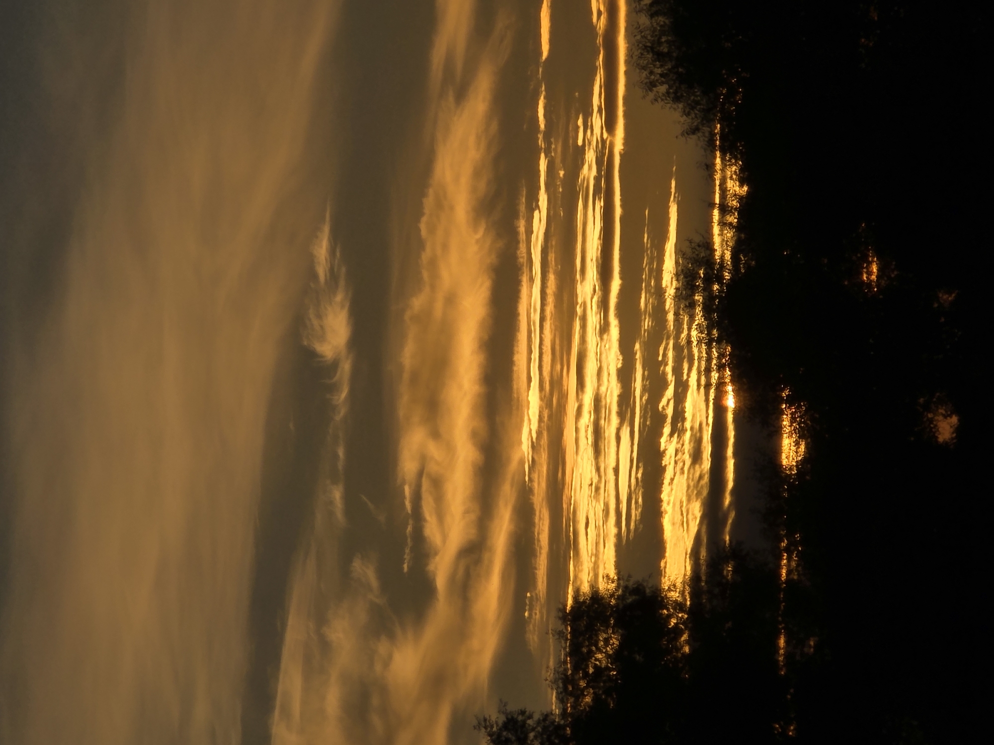 The image shows a sunset over what appears to be a body of water, possibly a river or lake. Silhouetted trees and foliage line the foreground, creating a dark, almost black, boundary. The sky is filled with dramatic streaks of orange and yellow clouds, illuminated by the setting sun which is partially obscured by the clouds and foliage. There are no people, animals, or man-made structures clearly visible in the image. The location is identified as Речицы, Russia.