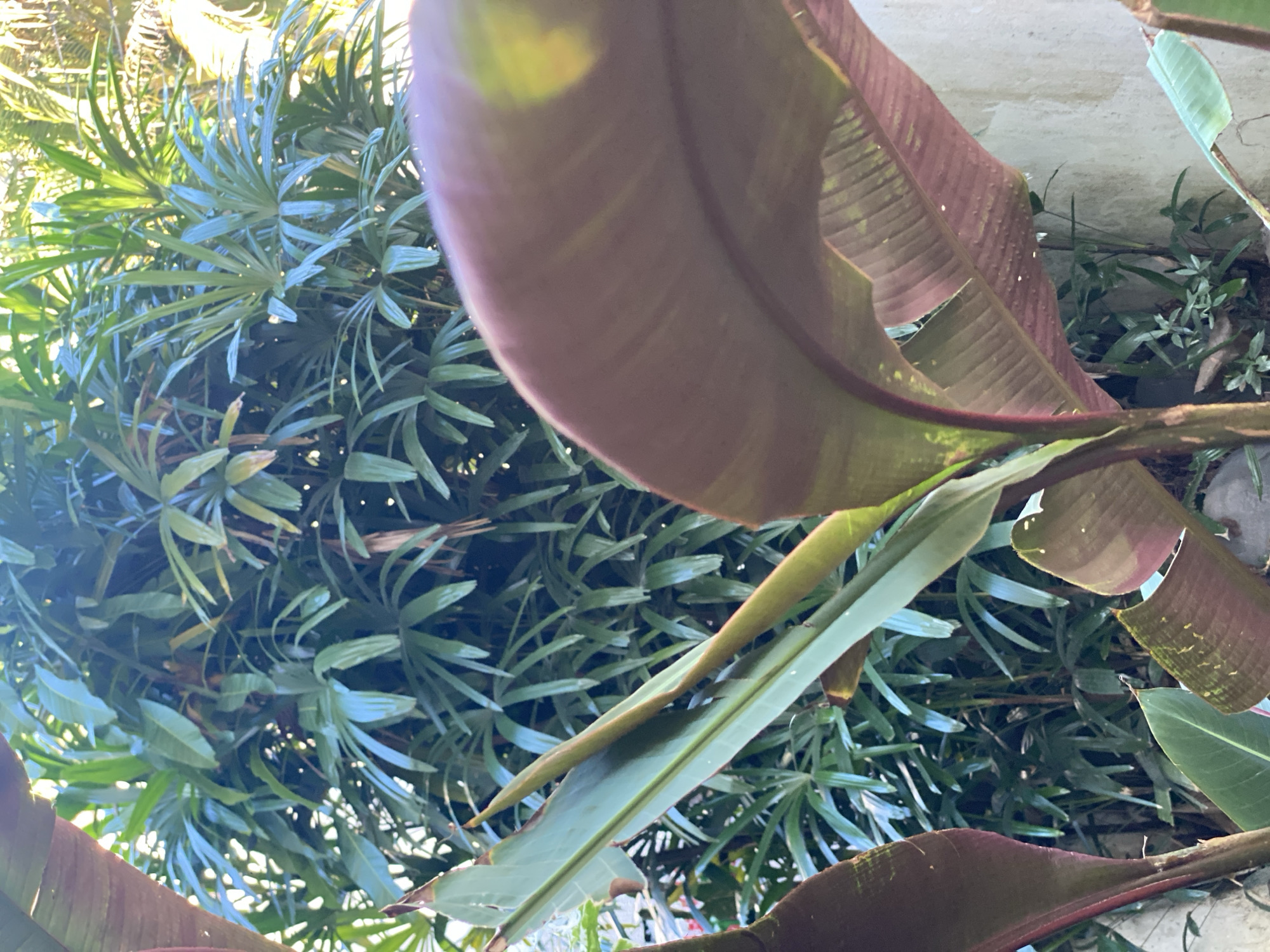 An outdoor, eye-level, close-up shot captures a lush, tropical plant with large, reddish-purple leaves in the foreground. The leaves are broad and slightly curved, with visible veins. In the background, a dense cluster of green, fan-shaped palm leaves fills the frame, creating a layered effect. The sunlight filters through the foliage, casting dappled shadows and highlighting some of the leaves with bright yellow-green spots. A textured, pale gray wall is visible on the right side of the image, partially obscured by the plants. The scene suggests a garden or a verdant outdoor space, typical of Kuta Selatan, Indonesia. There are no people or animals visible in the image.