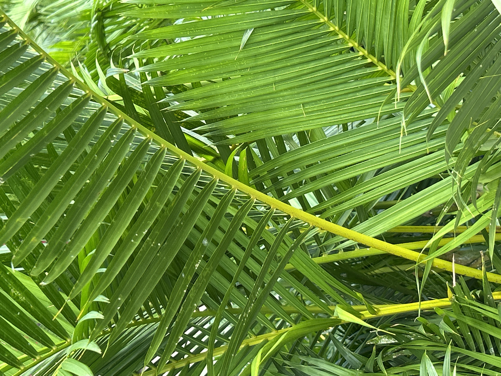 This is a close-up, eye-level photograph of lush, vibrant green palm fronds overlapping and filling the entire frame. The fronds are dense, with many individual leaflets, creating a textured and layered appearance. The lighting suggests an outdoor environment, possibly a tropical or subtropical location. The image captures the intricate details of the palm leaves, their parallel veins, and the bright green hues. There are no people, buildings, or other distinct environmental elements visible in this tightly cropped shot, making it impossible to determine the specific location within Nha Trang Ward, Vietnam. The focus is entirely on the natural beauty and texture of the palm foliage.