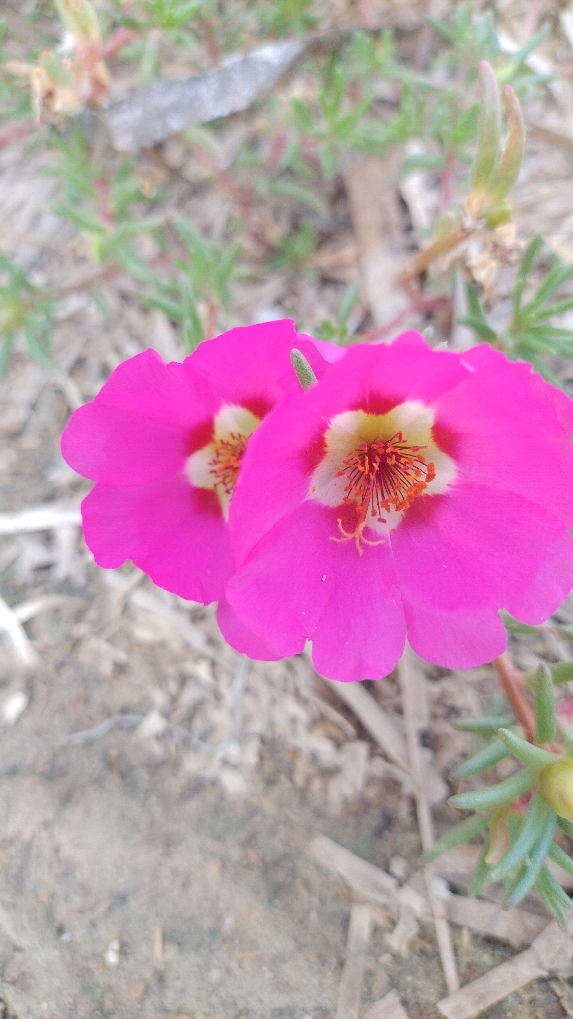 Two vibrant pink flowers are the central focus of this close-up, slightly angled shot. The flowers, which appear to be Portulaca grandiflora, have five petals each and a prominent central stamen cluster with orange anthers. The background is a blurred tapestry of earthy tones, consisting of dry soil, twigs, and muted green foliage. The shallow depth of field blurs the background, emphasizing the sharp detail of the flowers. The lighting suggests it is daytime, with no strong shadows visible. The scene depicts a natural outdoor environment, likely a garden or a patch of ground where these flowers are growing. There is no indication of any human presence or activity in the image. This image was taken in Agia Triada, Greece.
