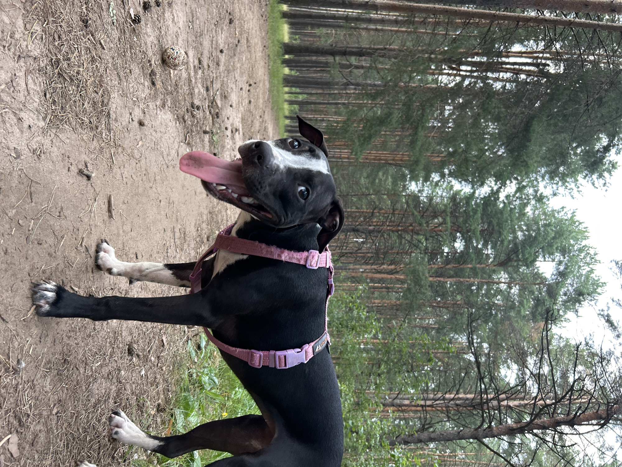 A black and white dog with a pink harness is sitting in a forest path. The dog is panting with its tongue out. The path is covered with dirt and pine needles. In the background, there are many tall pine trees. The lighting suggests it is daytime, and the weather appears overcast. The image was taken in Chaikovsky, Russia. There is no visible text in the image.