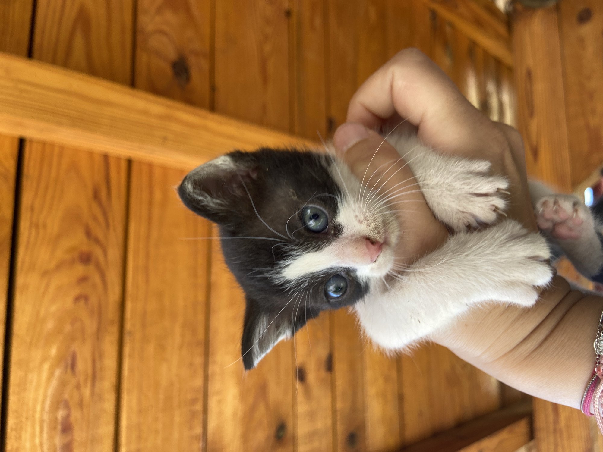 In Mindia, Bulgaria, a black and white kitten is held in a person's hand. The kitten has blue eyes and white paws. The background is composed of wooden planks.