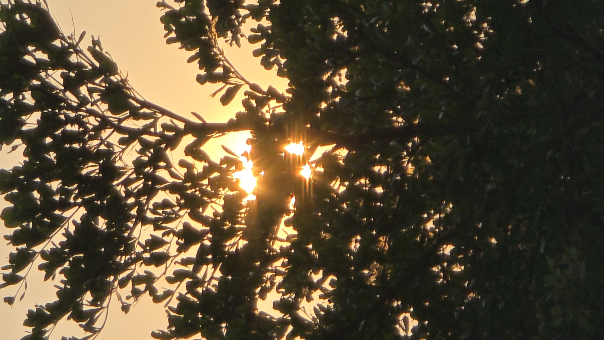 The image depicts a view through tree branches and leaves towards the setting sun in Nha Trang, Vietnam. The branches and leaves are silhouetted against the bright golden light, creating a sense of depth and texture. The sun's rays peek through the foliage, creating bright streaks of light.