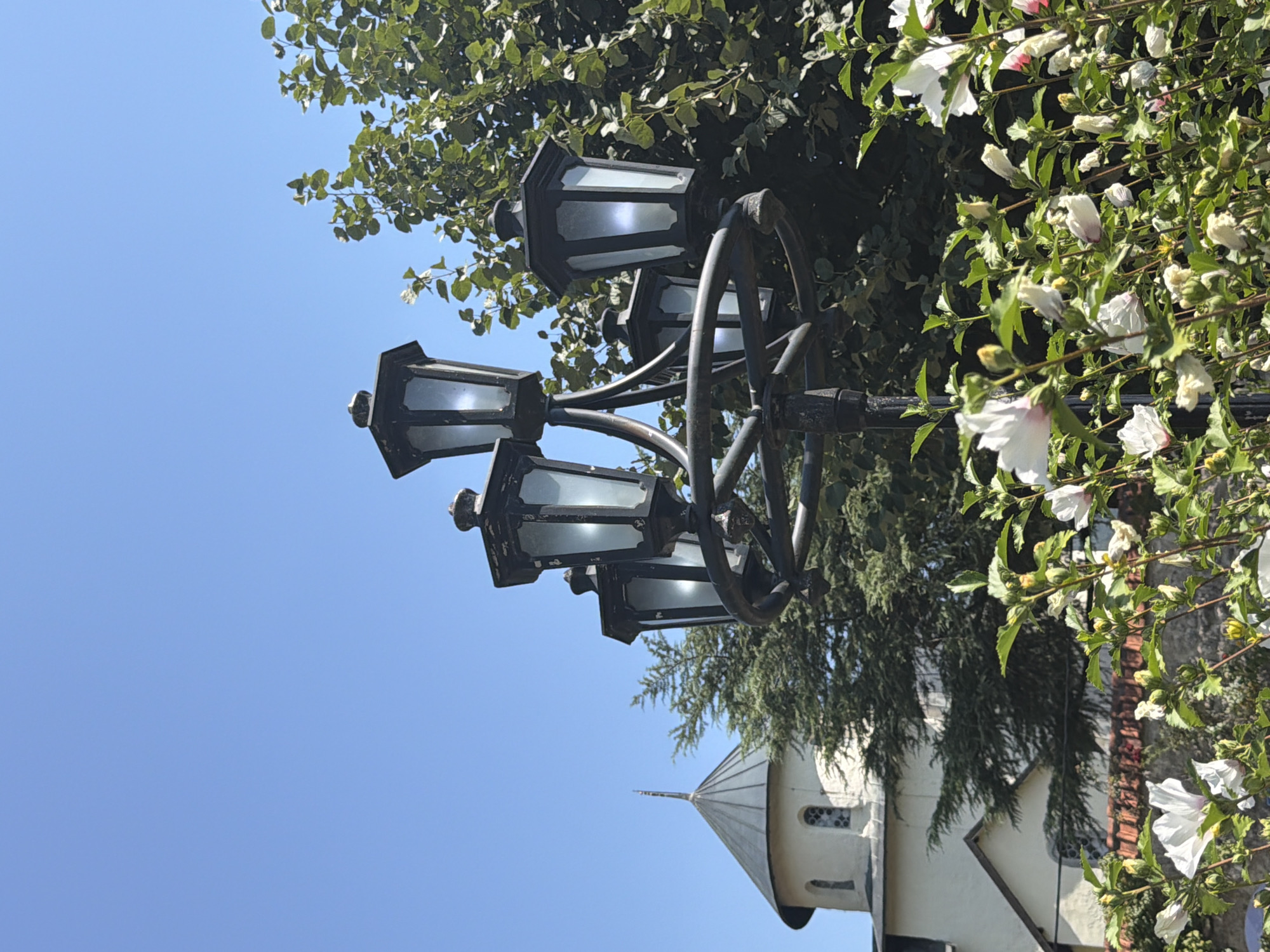 In the city of Manastir Morača, Montenegro, on a clear, sunny day, a black, multi-headed lamppost stands prominently in the foreground. The lamppost has five hexagonal lanterns, each with frosted glass panels. Behind the lamppost, a building with a conical, dark gray roof and white walls is partially visible, featuring small arched windows. Lush green trees and bushes surround the building, and a dense cluster of white and pink hibiscus flowers with green leaves fills the lower part of the frame. The sky is a vibrant, cloudless blue.