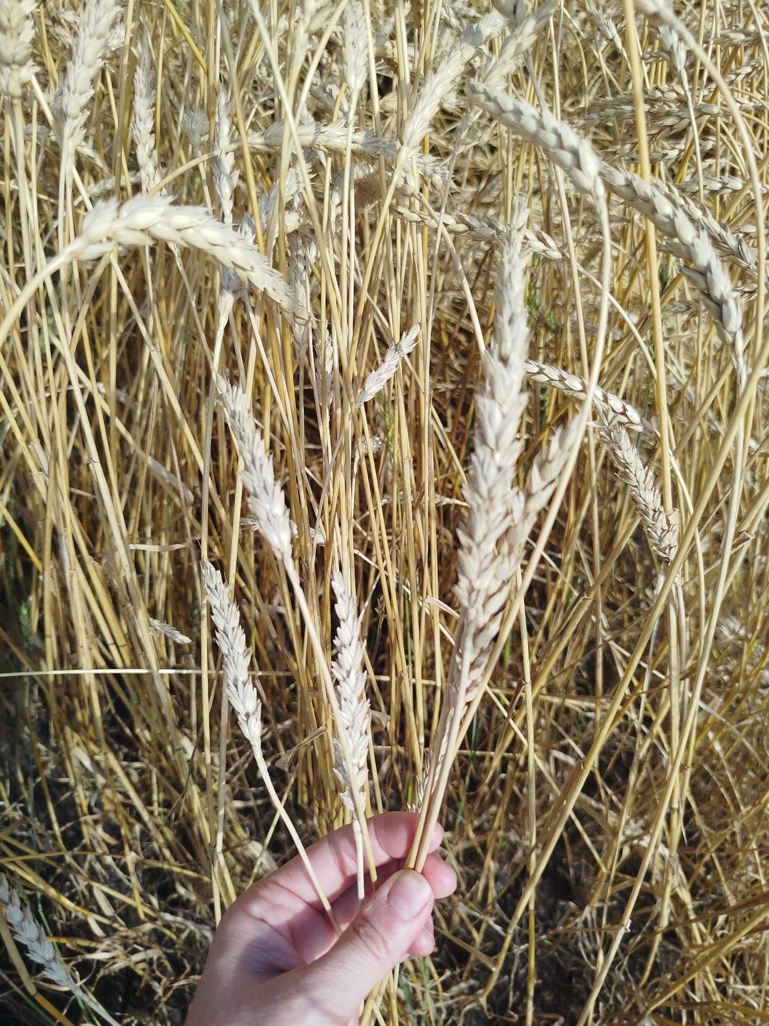 In Lesnoi, Russia, a hand gently holds a few stalks of ripe wheat. The wheat field, bathed in sunlight, displays a mosaic of golden and light brown hues. The stalks, some with visible grains, are densely packed, creating a textured background. A few green blades of grass peek through the dry stalks, adding a touch of contrast. The image is a close-up shot, focusing on the wheat and the hand.