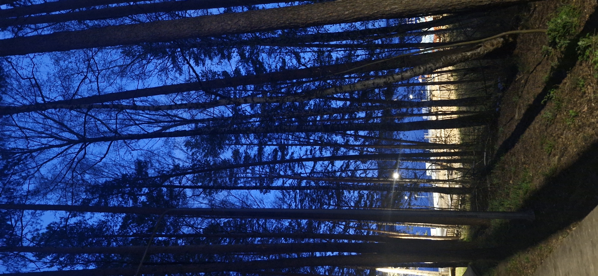 The image shows a forest at night, possibly near a body of water. Tall, dark tree trunks dominate the foreground, obscuring most of the background. Between the trees, a blue sky is visible. Light sources, possibly street lamps, are seen in the distance. The ground is covered in dirt and grass. The location is unknown.