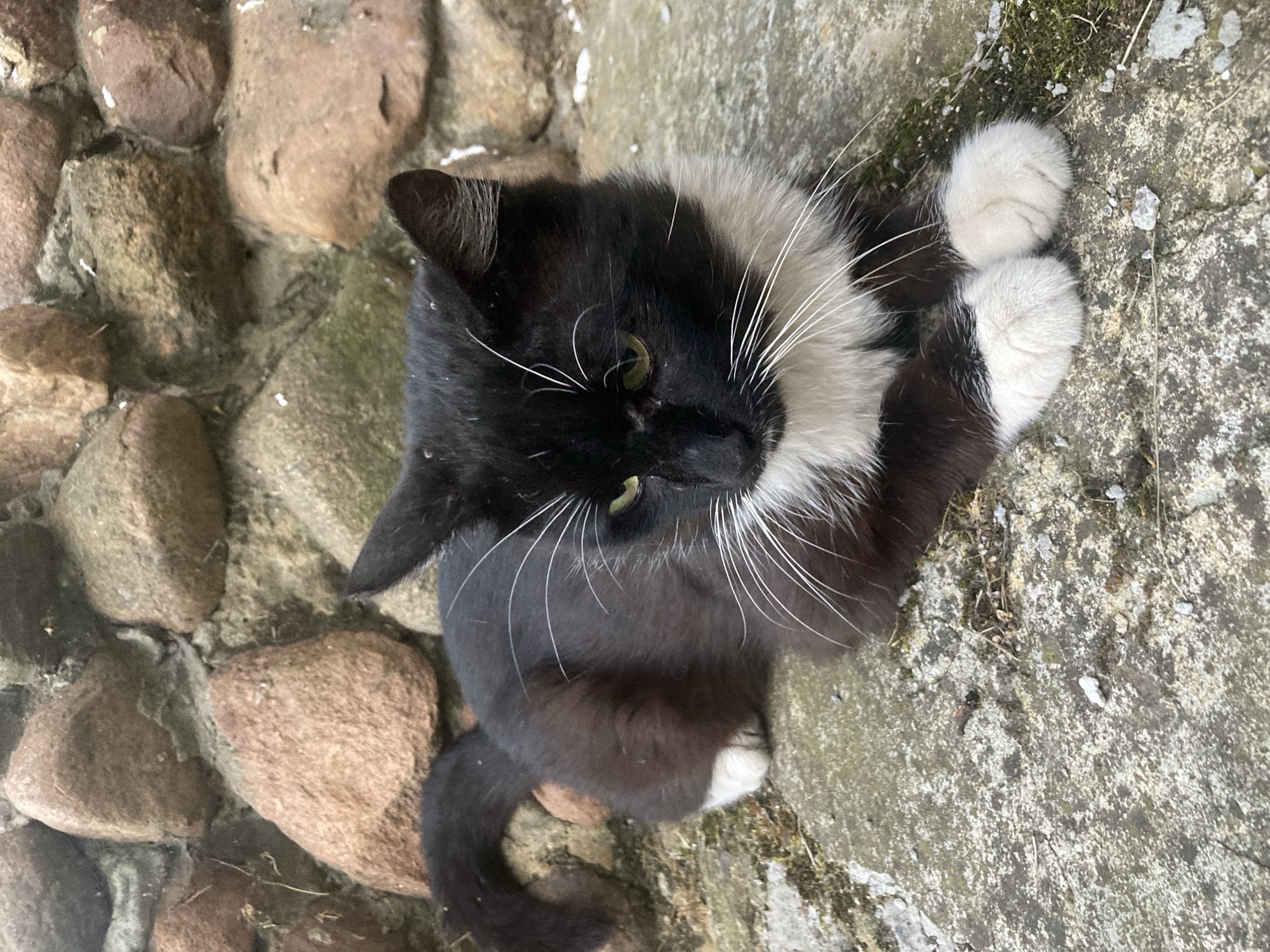 A black and white cat is lying on a stone surface in front of a stone wall. The cat is facing to the right, with its green eyes open and looking forward. It has white whiskers and a white chest and paws. The stone wall is made of large, irregular stones of various colors, including brown, gray, and pink. The ground the cat is lying on is a rough, textured stone surface with some patches of moss and small debris. The scene appears to be outdoors, likely in a garden or courtyard area within the Матыкальскі сельскі Савет, Belarus.