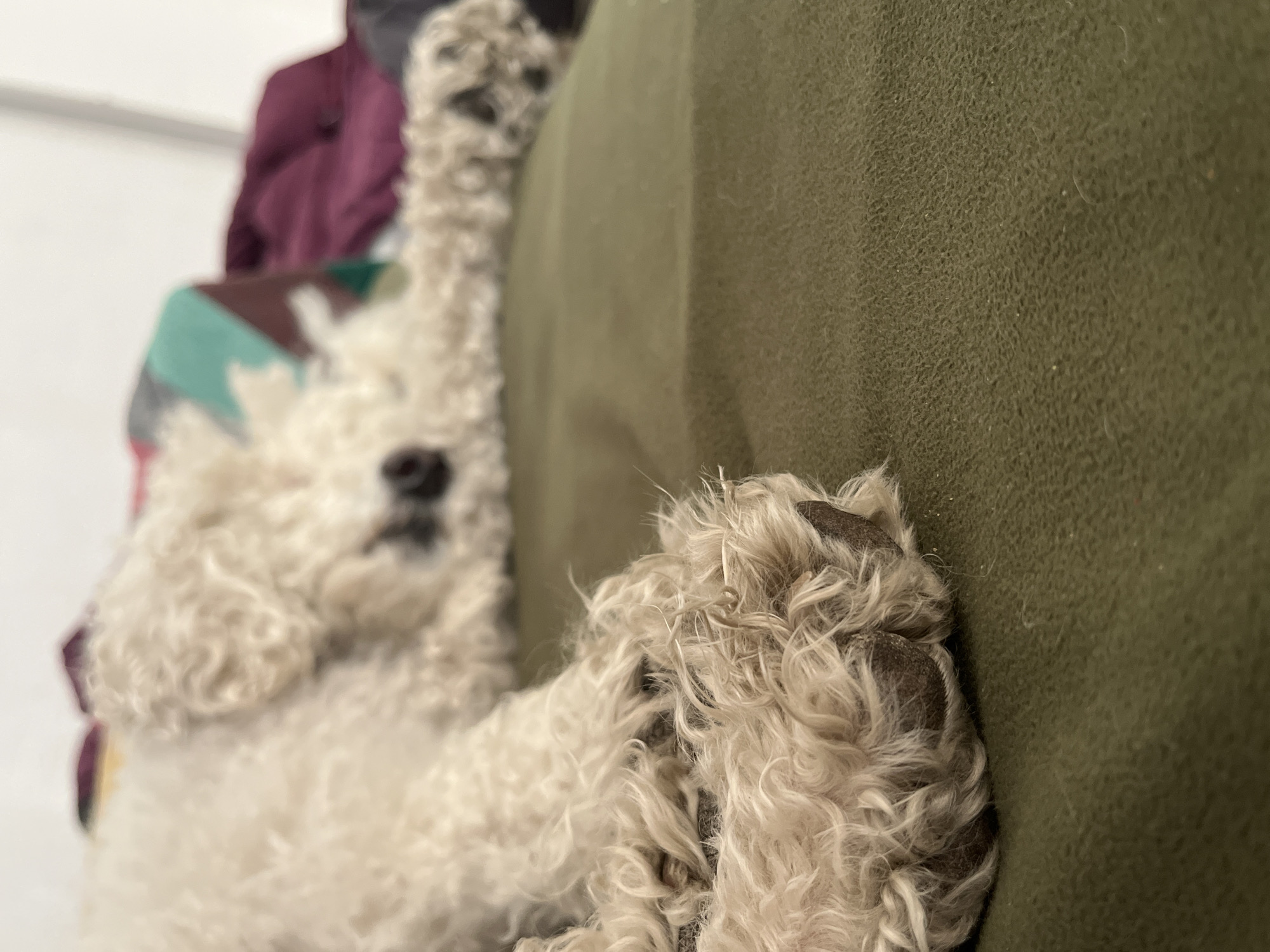 The photograph depicts a close-up view of a white, curly-haired dog resting on a green upholstered surface. The dog's head is slightly out of focus in the background, while a front paw with dark pads is in sharp focus in the foreground. The dog is on a couch or similar furniture, which is located indoors. Additional clothing is visible in the background to the left of the dog.