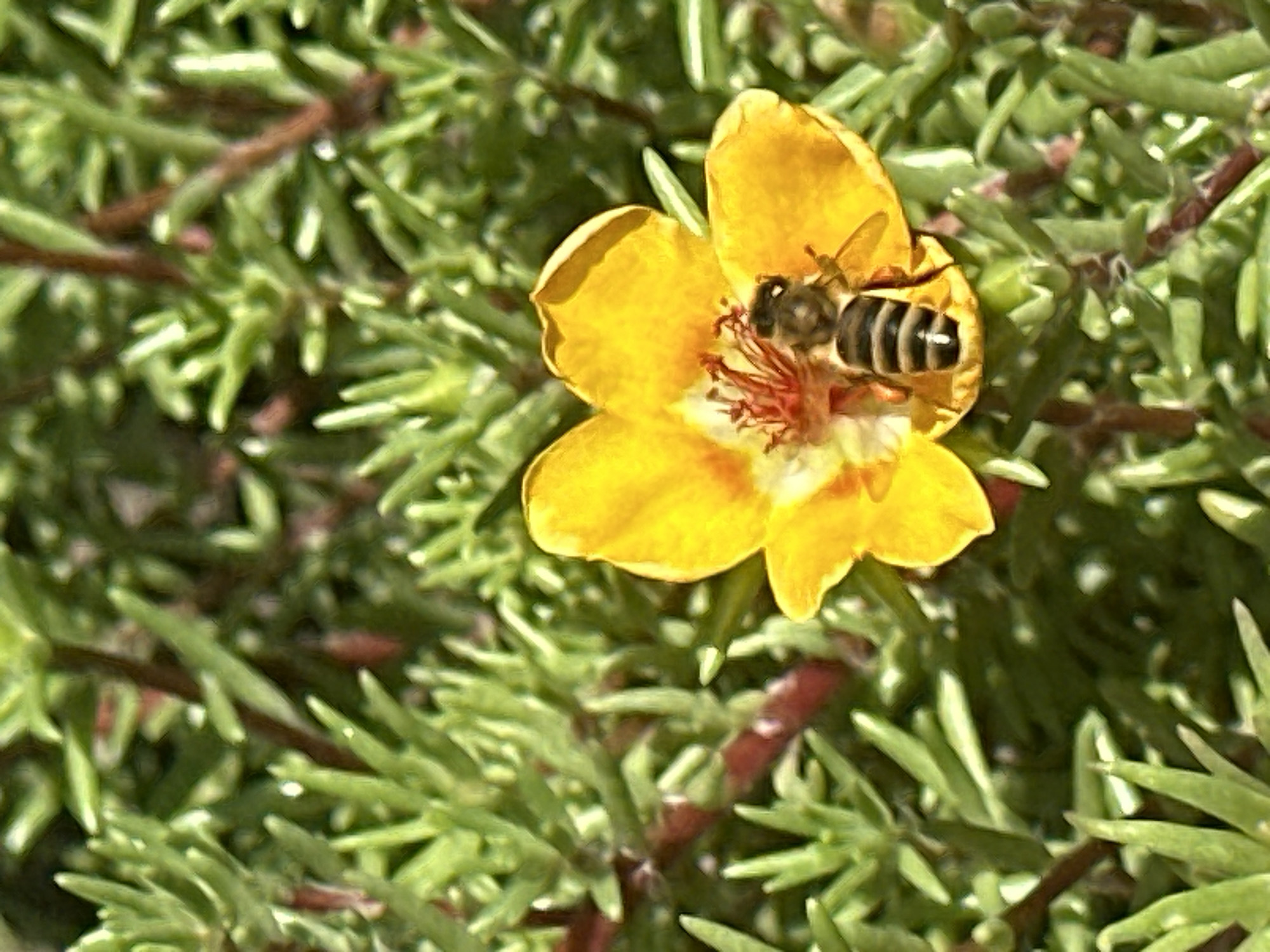 A close-up, eye-level shot features a bee on a bright yellow flower with red stamen. The bee, with black and yellow stripes, is positioned in the center of the flower, its body angled to the right. The flower has five prominent petals. The background is a blur of green foliage, suggesting an outdoor setting. The image appears to be a photograph taken in Lobacheve, Ukraine.