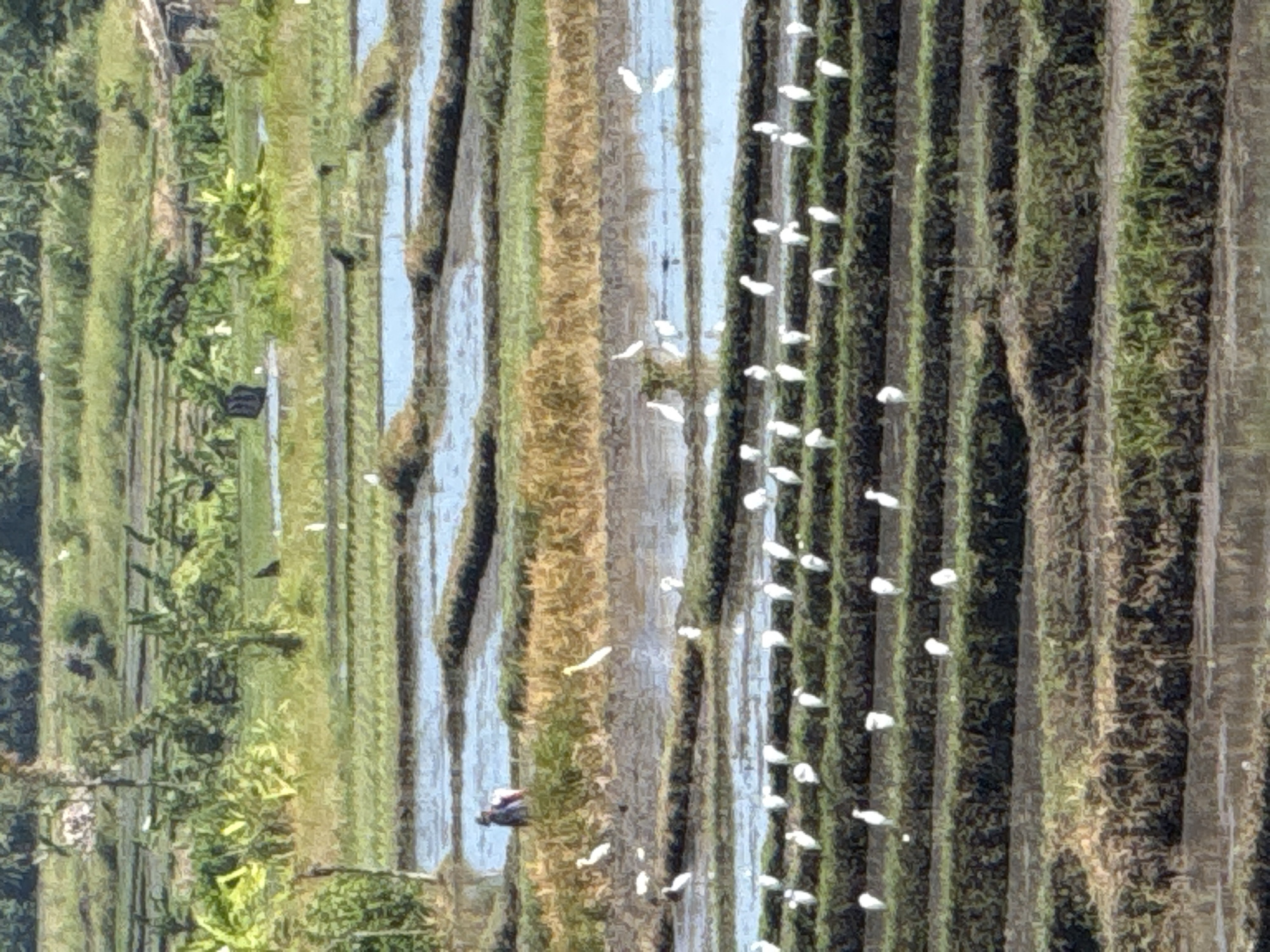 This image depicts a terraced rice paddy field in the city of Mengwi, Indonesia. The field is segmented into multiple levels by raised earthen banks. Water fills the lower sections of the terraces, reflecting the sky. Numerous white egrets are scattered across the terraces, some wading in the water and others standing on the green vegetation. In the upper left portion of the image, a person dressed in dark clothing with a red element on their back is visible, seemingly tending to the field. The background features lush green vegetation, including trees and banana plants, characteristic of a tropical agricultural landscape. The overall scene conveys a sense of rural agricultural activity and a natural habitat for the egrets.