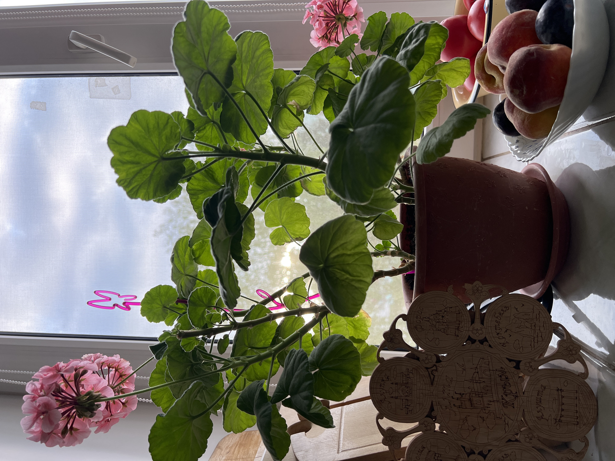 A daytime interior shot shows a flowerpot on a windowsill. The pot is brown and contains a geranium plant with green leaves and pink flowers. The window is white framed and has a blurry view of the outside, with clouds visible. To the right of the flowerpot is a white fruit bowl containing peaches, plums, and apples. A wooden decorative item with depictions of Crimean landmarks lies to the right of the pot. The scene suggests a domestic setting, likely in Ufa, Russia.