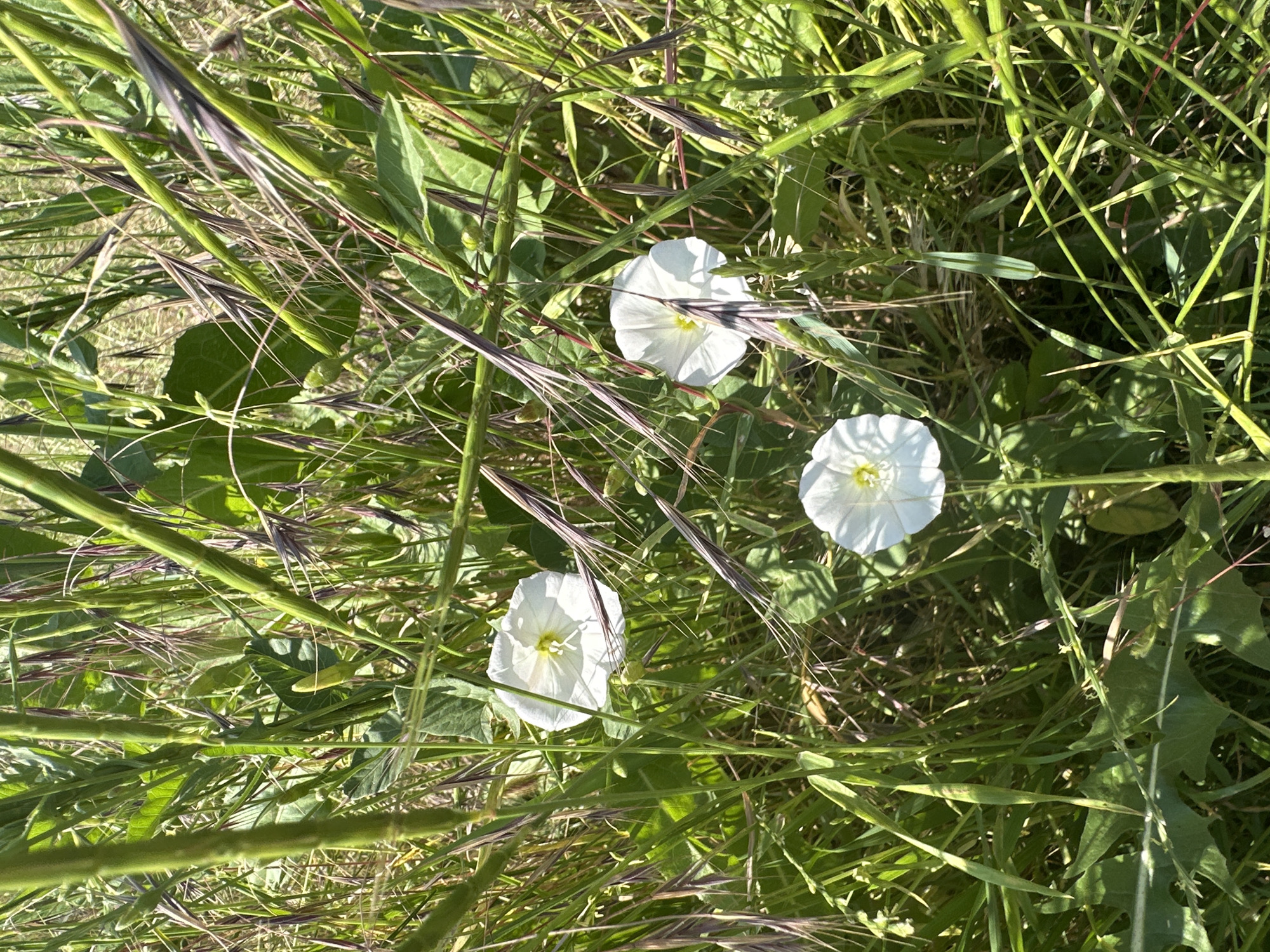 A high-angle medium shot captures three white bindweed flowers blooming amidst tall, green grass and stalks under bright daylight. The flowers are arranged in a triangular formation, with one at the top left, another to its right, and the third centered at the bottom. Each flower displays five white petals with a yellow stamen at its core. The foreground is dominated by lush green foliage and thin, dry, purplish-brown grass stalks that create a sense of natural disarray. The background is softly blurred, suggesting the focus is entirely on the flowers and their immediate surroundings. The lighting indicates a sunny day, casting subtle shadows and highlighting the textures of the plants. The scene is devoid of any human presence or artificial structures, presenting an undisturbed natural environment.