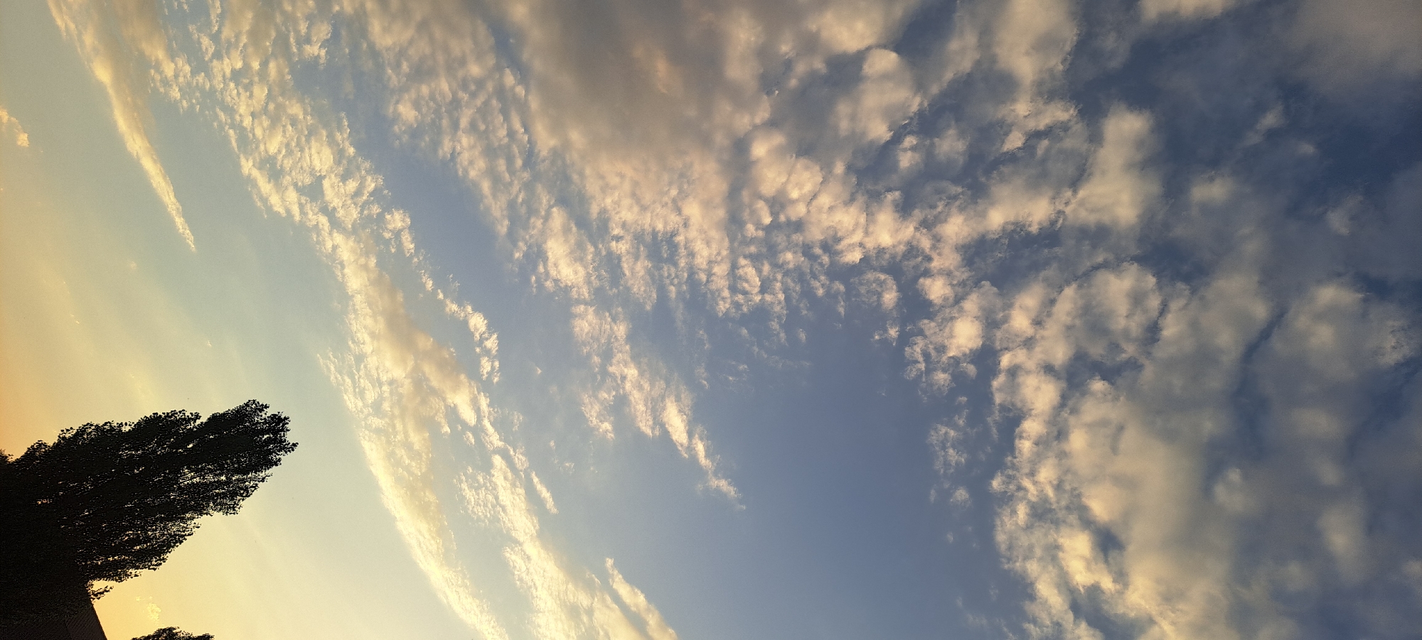 The image shows a view of the sky with clouds, silhouetted trees, and a sliver of land at the bottom. The sky is a gradient of colors, from a pale yellow-orange near the horizon to a clear blue higher up. Wispy, scattered clouds are visible throughout the sky, catching the light and appearing yellowish-white. The clouds are denser and more textured in the upper right portion of the image, with some appearing larger and more rounded.
In the lower left quadrant, the dark silhouette of a tall, leafy tree dominates the scene. The tree has a broad canopy and appears to be deciduous. Below the tree, a dark, indistinct shape suggests a slope or another area of vegetation, possibly a hill or the ground.
The image appears to have been taken during either sunrise or sunset, given the warm tones in the sky. The orientation of the image is not horizontal; it is tilted.
While the image does not explicitly contain elements that place it in Bash-Kaiyndy, Kyrgyzstan, the description of the environment with silhouetted trees and a gradient sky could be consistent with a landscape found in or around such a location, particularly during twilight hours. Without further contextual information or landmarks, a definitive identification of the specific location within Bash-Kaiyndy is not possible solely from the visual content of the image. The scene depicts a natural environment, focusing on the sky and the silhouette of a tree.