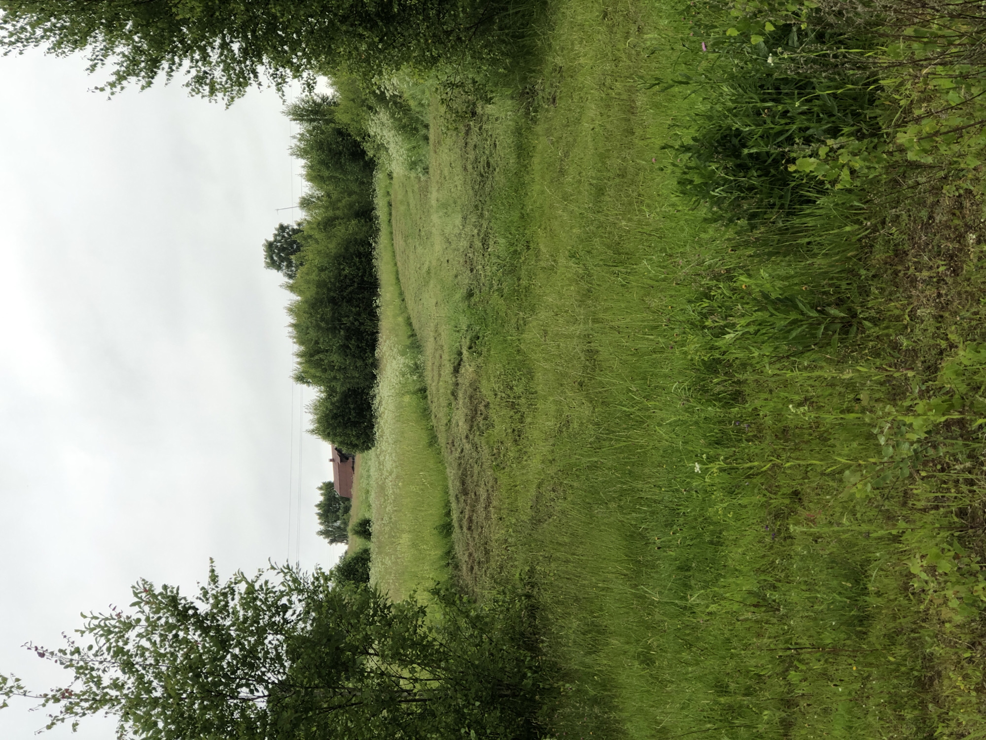 The image depicts a pastoral scene in Zhukovo, Russia. A vast, overgrown meadow dominates the foreground, with tall green grass and wildflowers reaching towards the sky. A mowed swathe curves through the field, suggesting recent activity. In the background, a dense line of trees forms a natural border, with a cluster of buildings visible behind them. The sky is overcast, casting a soft, diffused light over the landscape. The overall impression is one of rural tranquility and natural beauty.