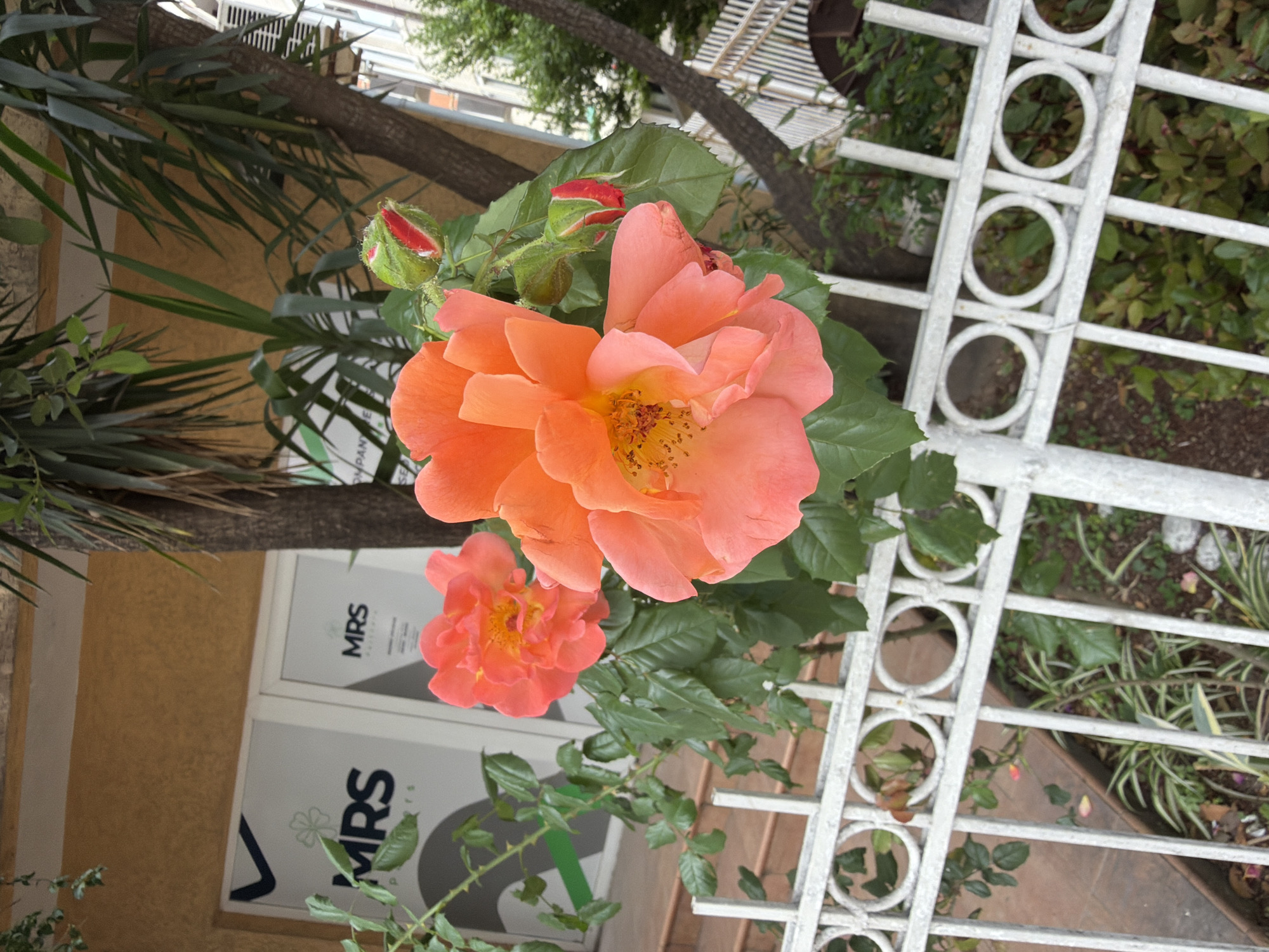 A ground-level shot depicts a garden featuring vibrant orange roses in full bloom, as well as unopened rosebuds. The garden is situated in the city of Budva, Montenegro. The flowers grow near a wall with a sign, and a white metal decorative fence. Various green plants surround the roses, adding to the garden's lush appearance.