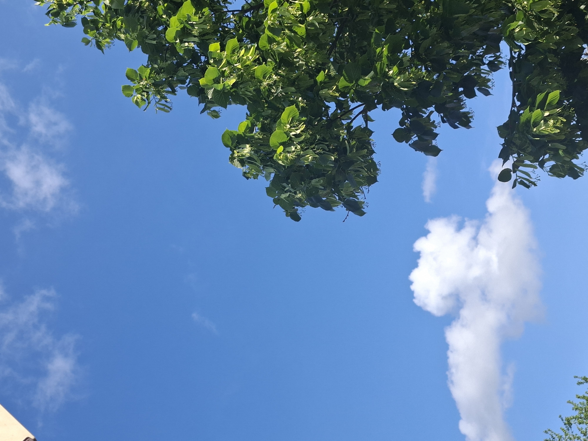 The image shows a view looking upwards at a clear blue sky with scattered white clouds. The top of the frame is partially obscured by green tree branches and foliage. The lower left corner shows a partial view of a building or structure, possibly made of light-colored stone or concrete. Based on the prompt, this scene is in the city of Svirachi, Bulgaria, but no additional details support this location in the image.